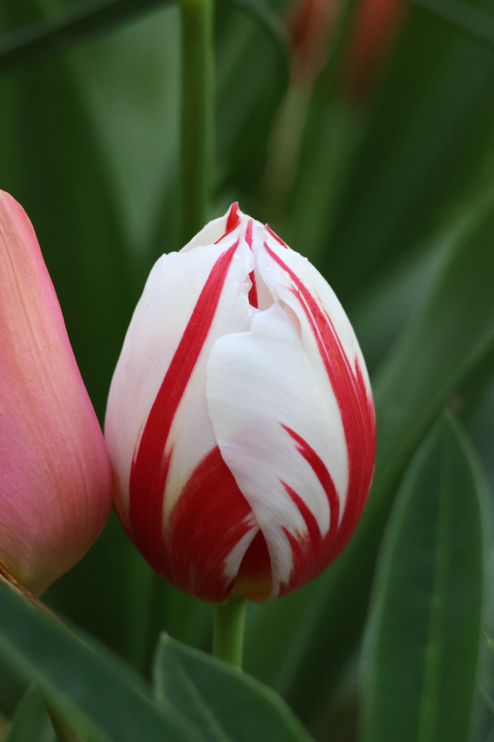 Flower 539