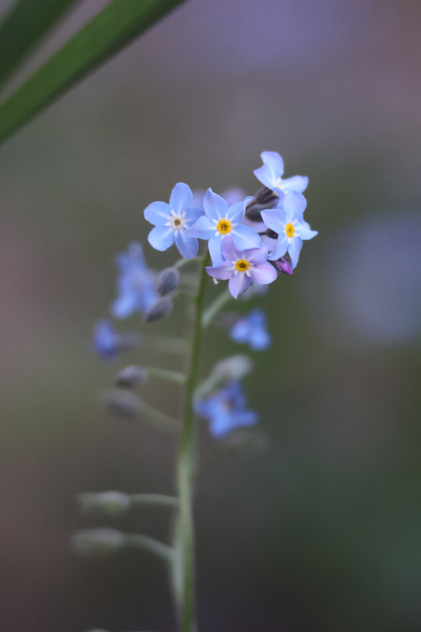 Flower 95