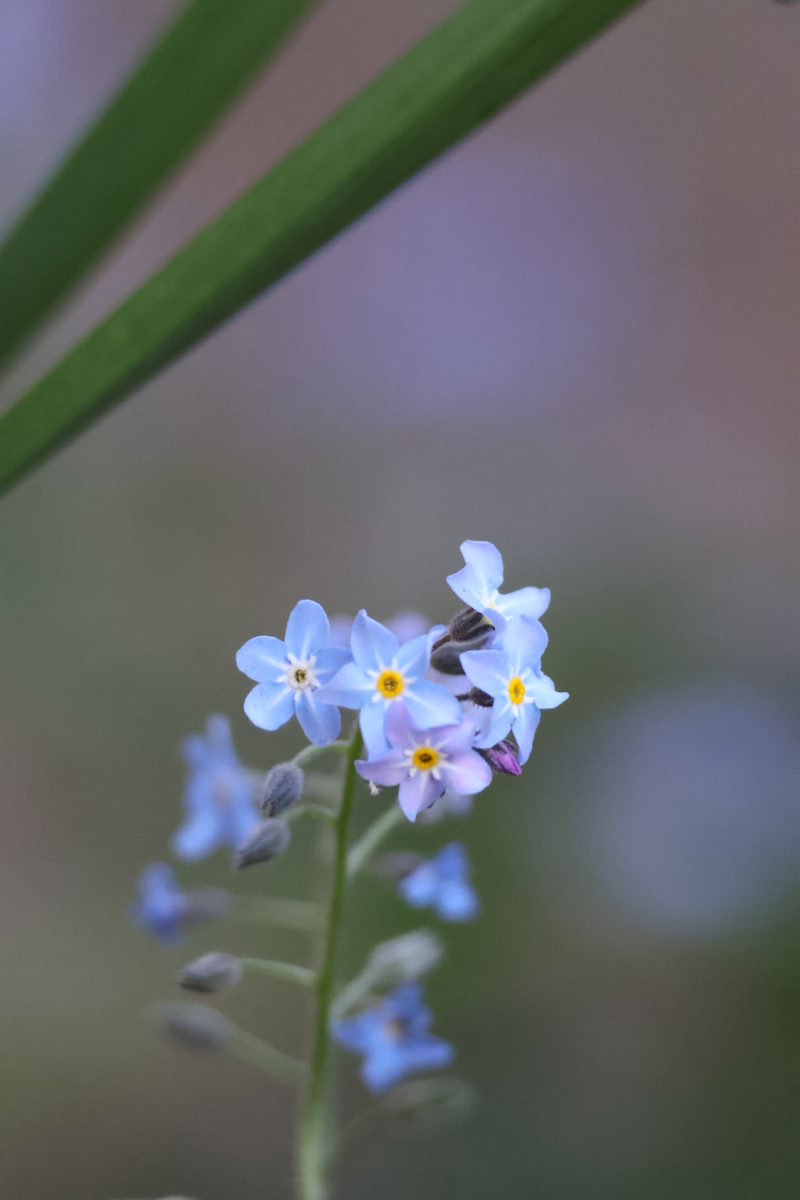 Flower 217