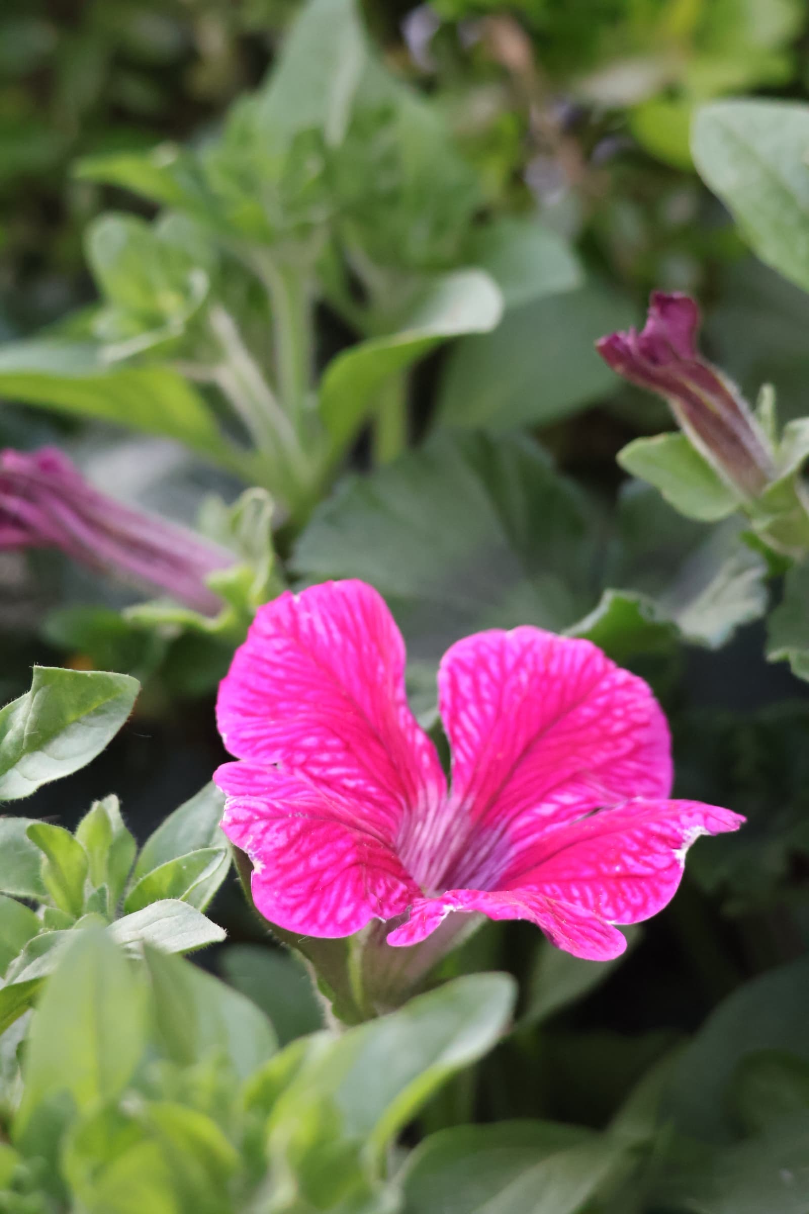 Flower 378