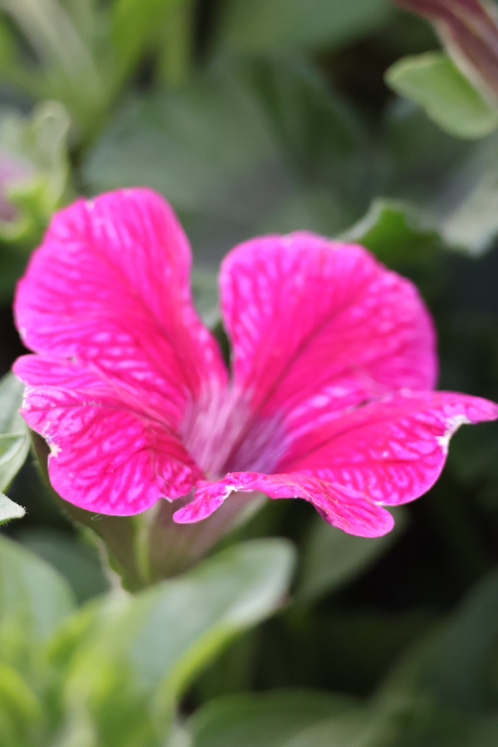 Flower 318