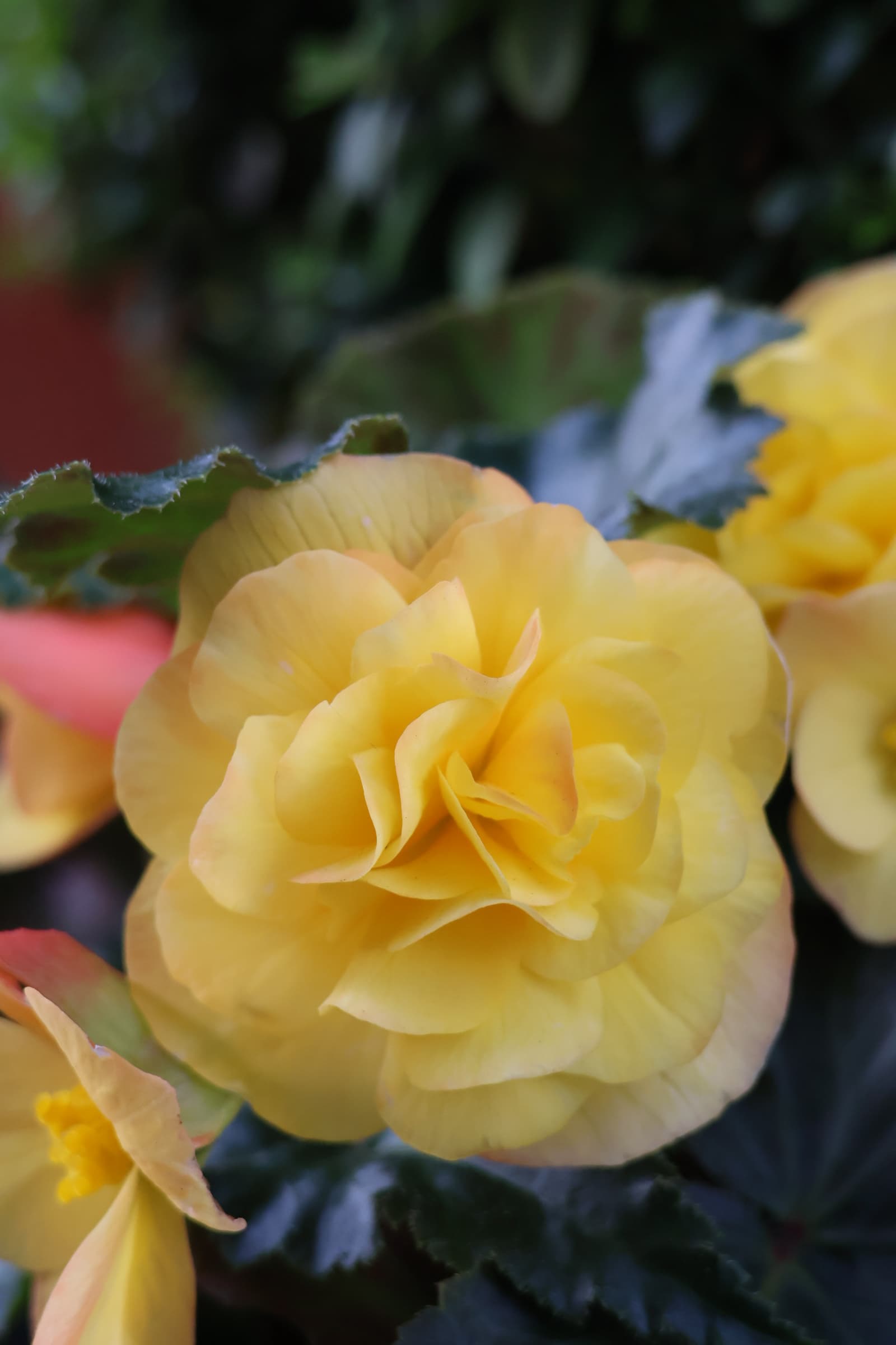 Flower 449