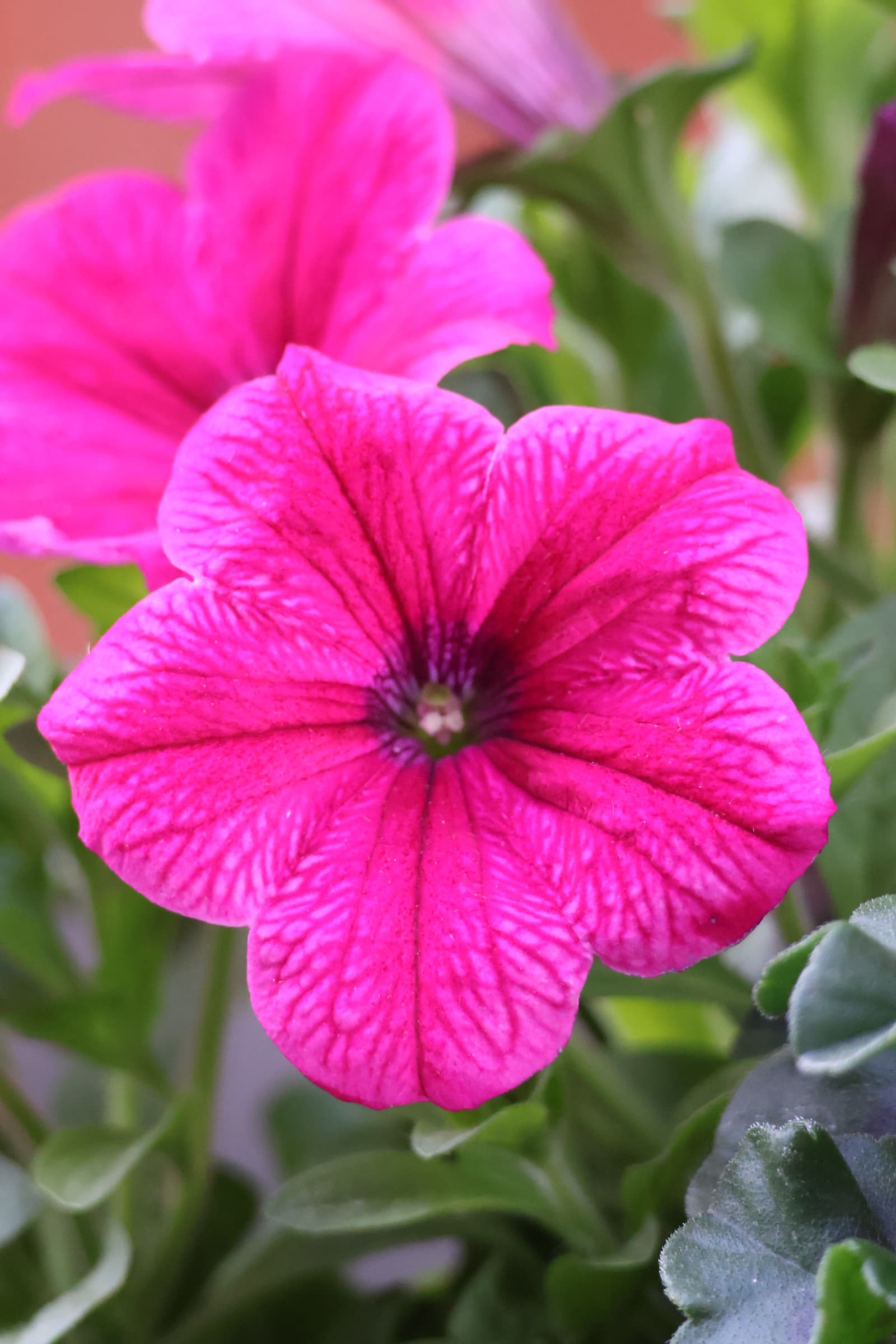 Flower 273