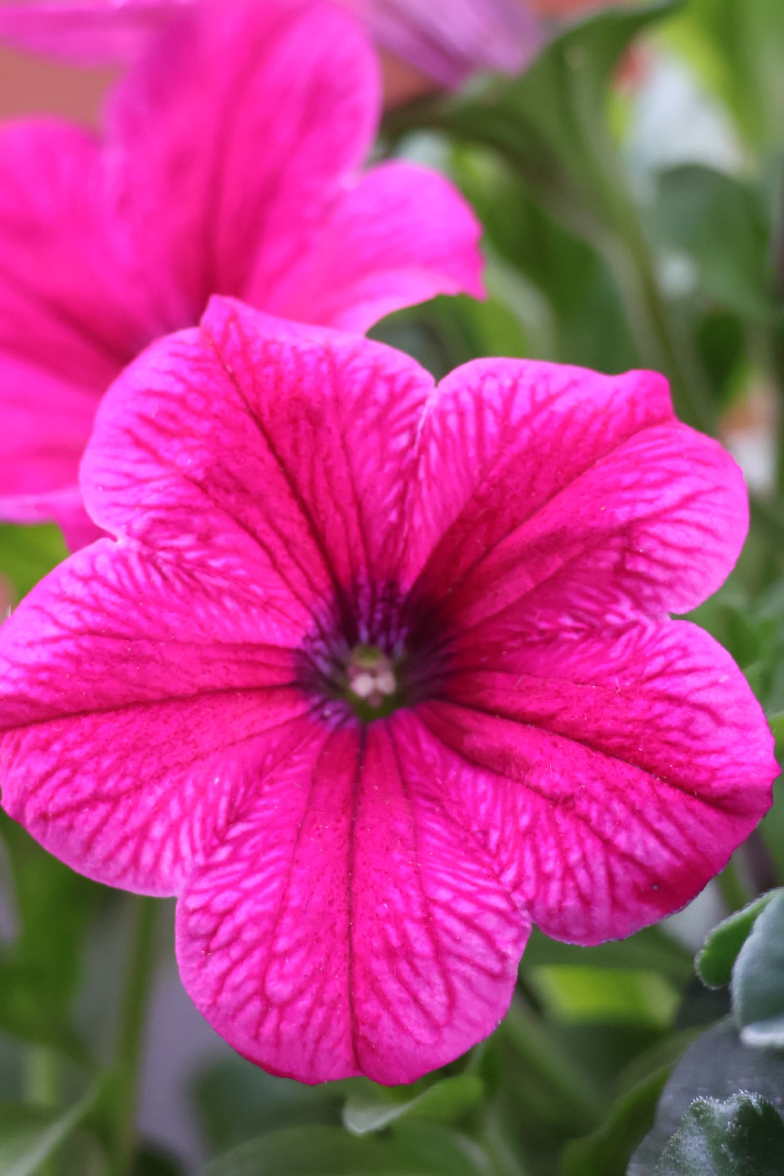 Flower 355