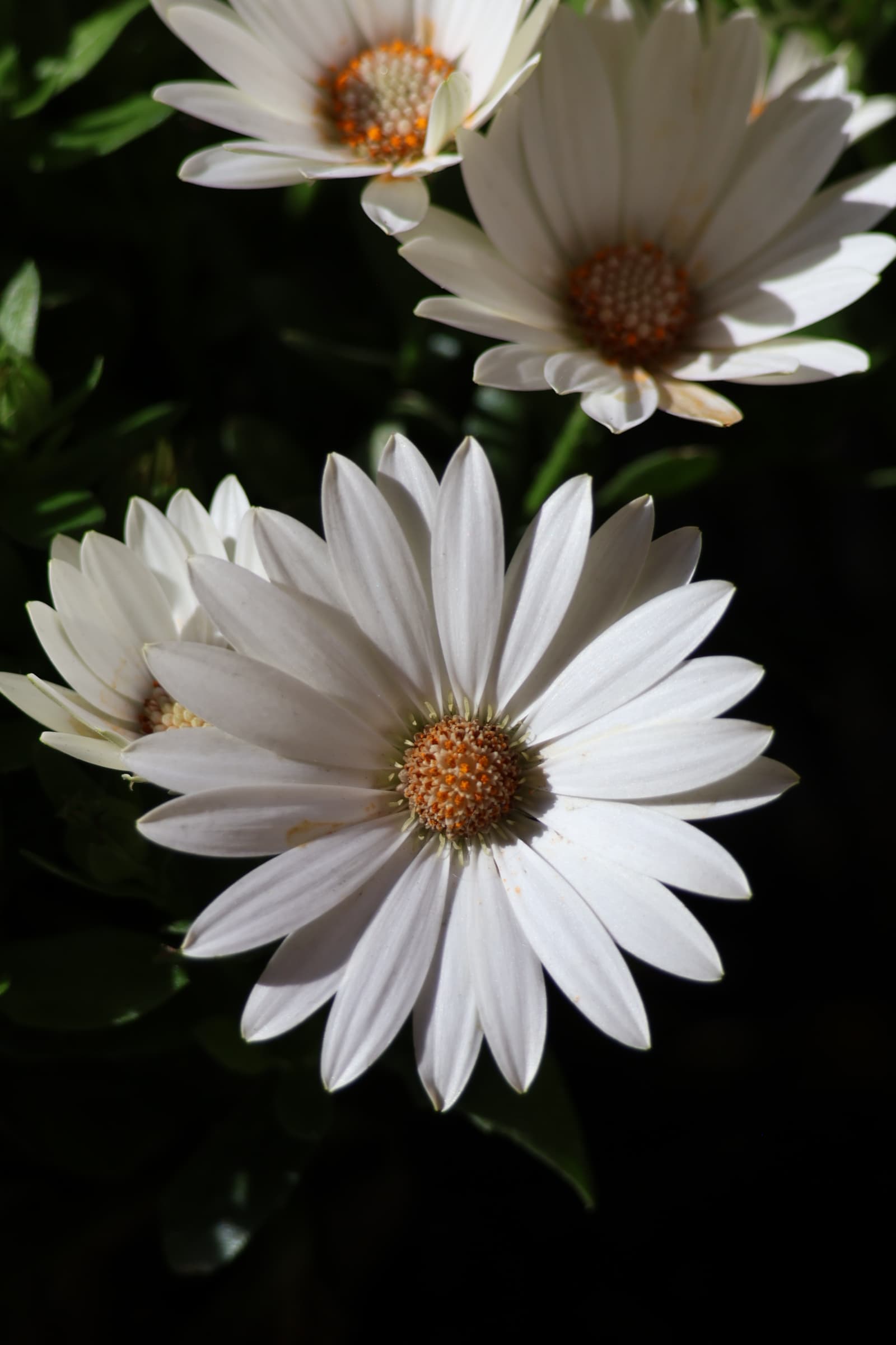 Flower 521