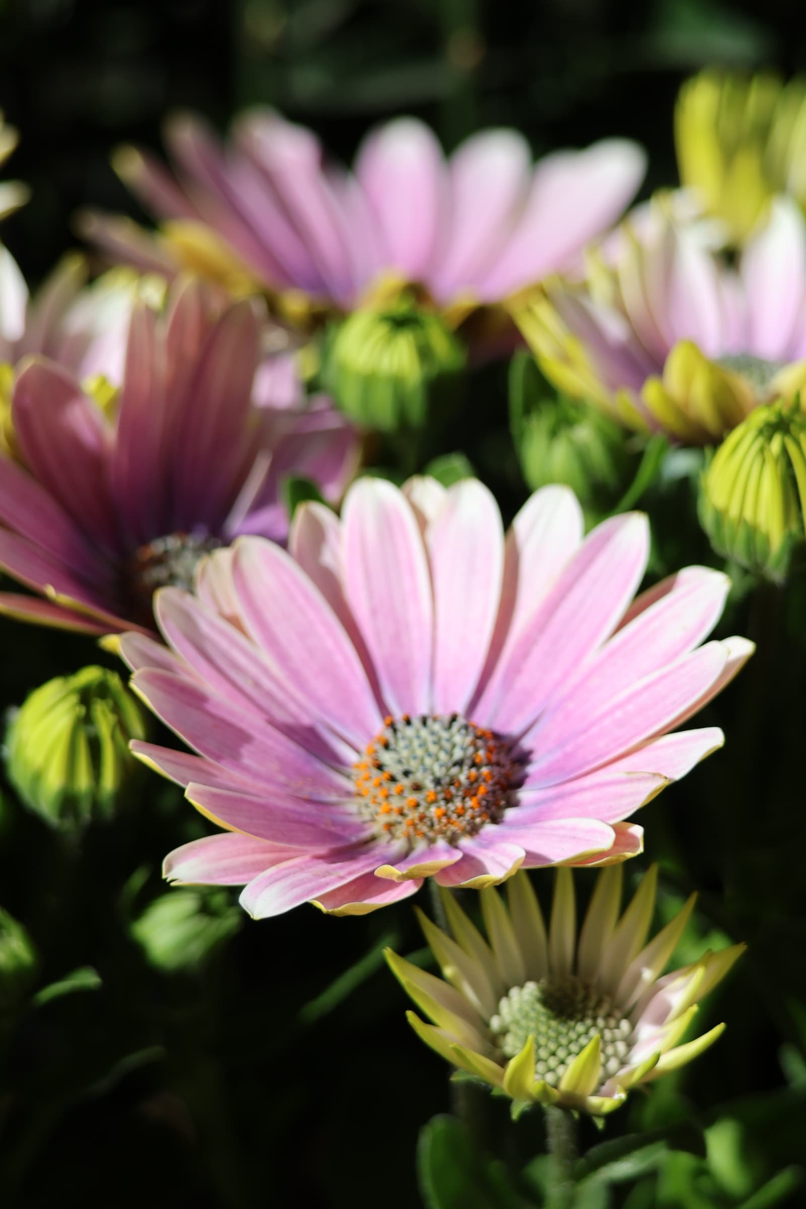 Flower 387
