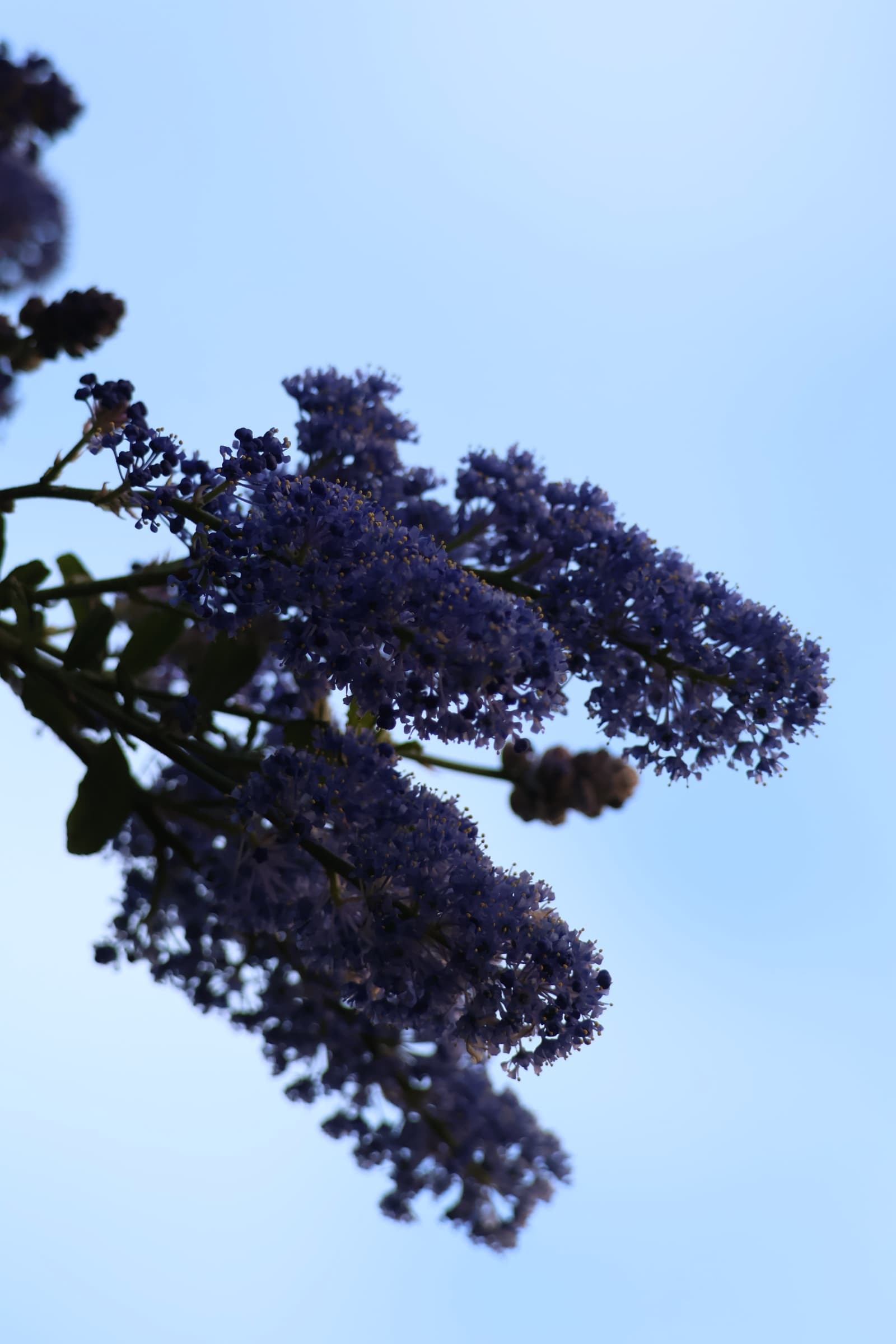 Flower 218
