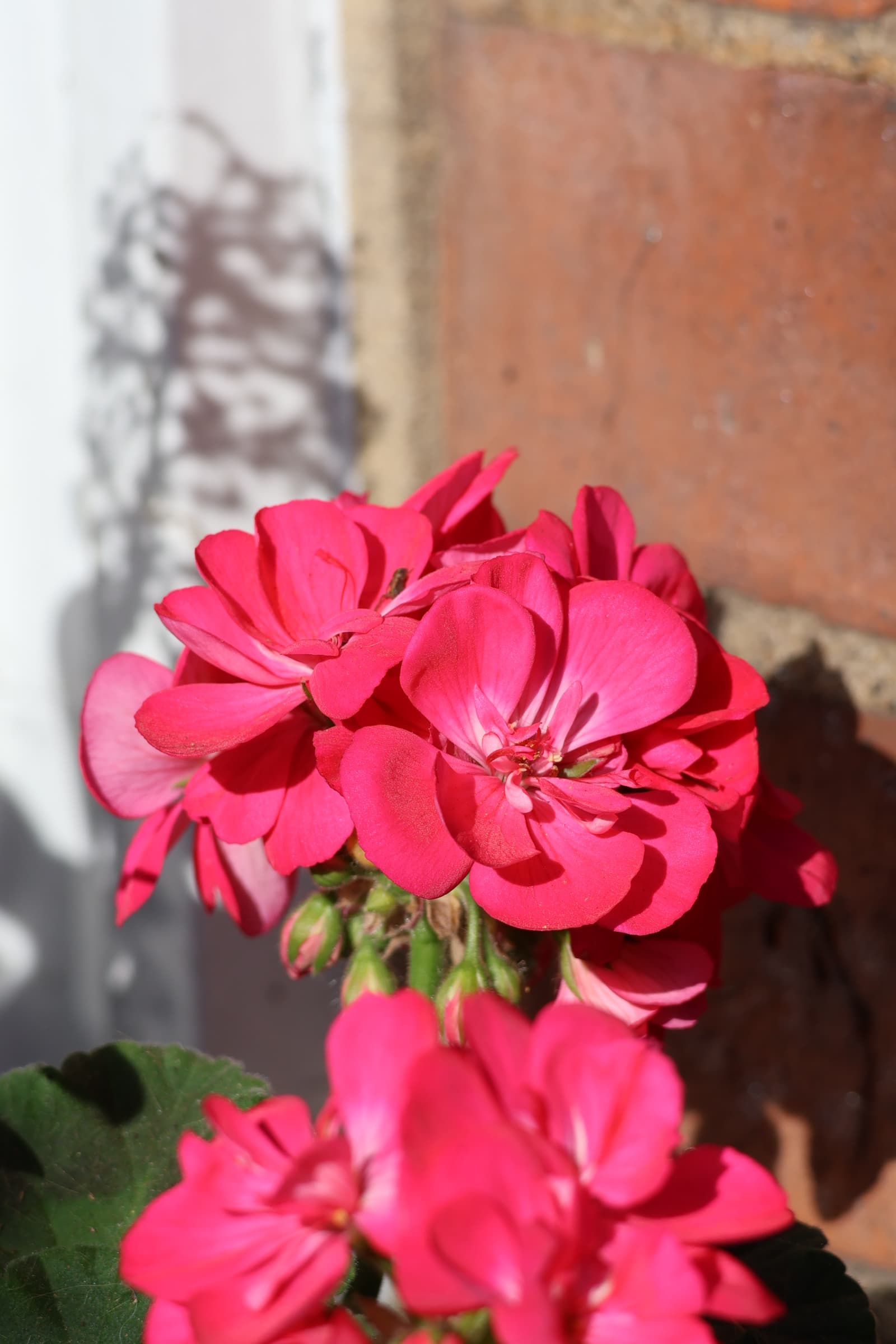Flower 138