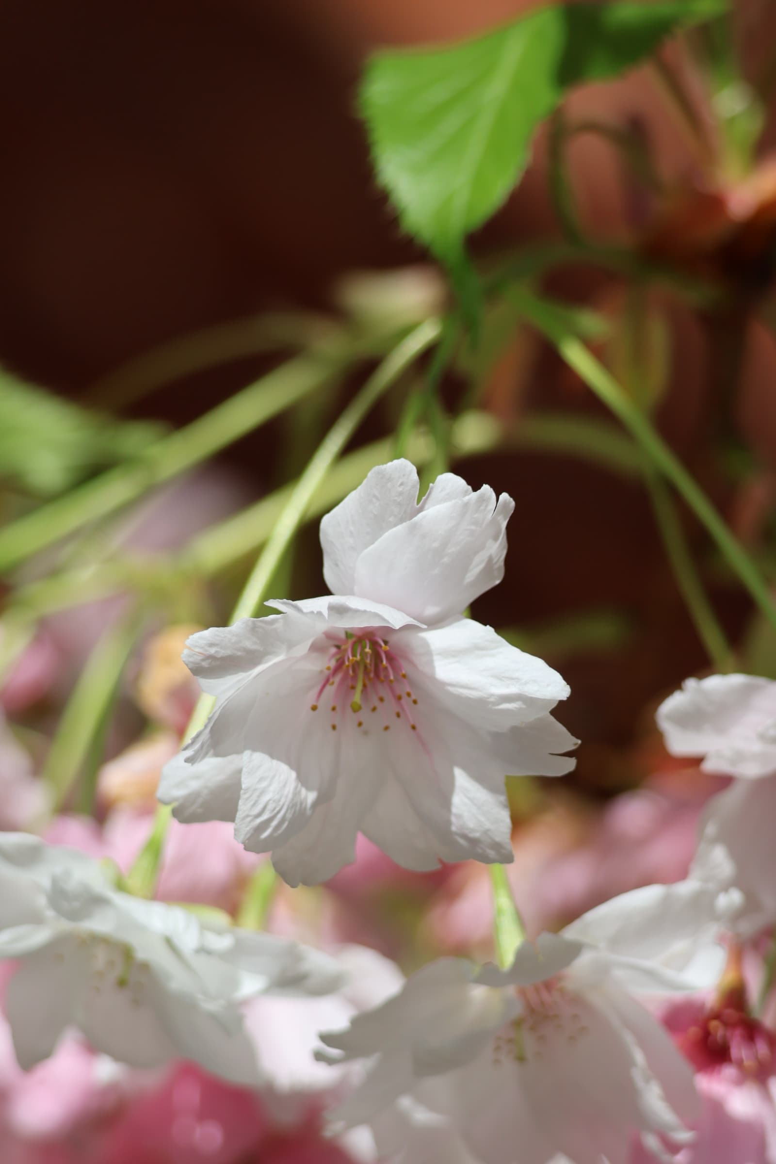 Flower 437