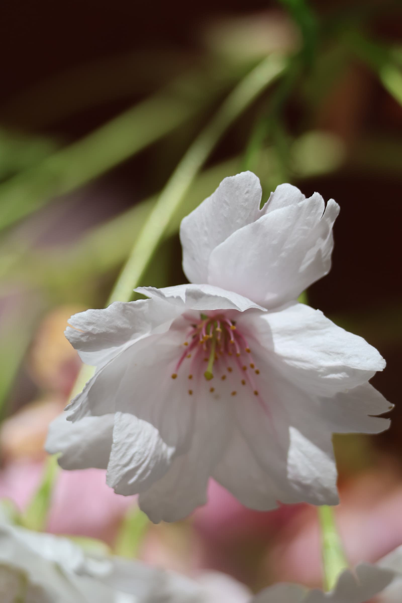 Flower 317