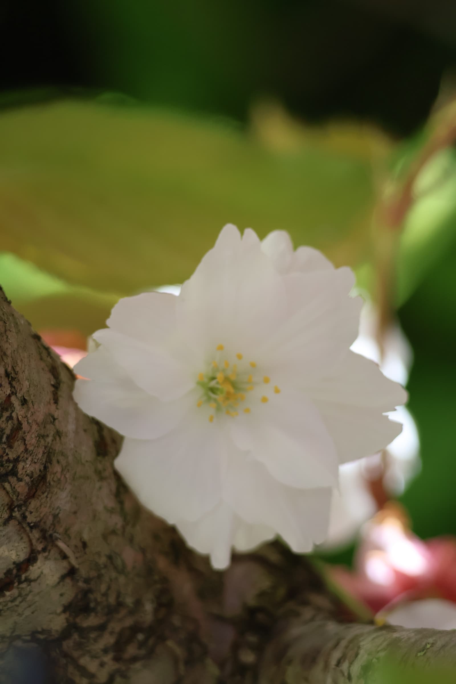 Flower 540