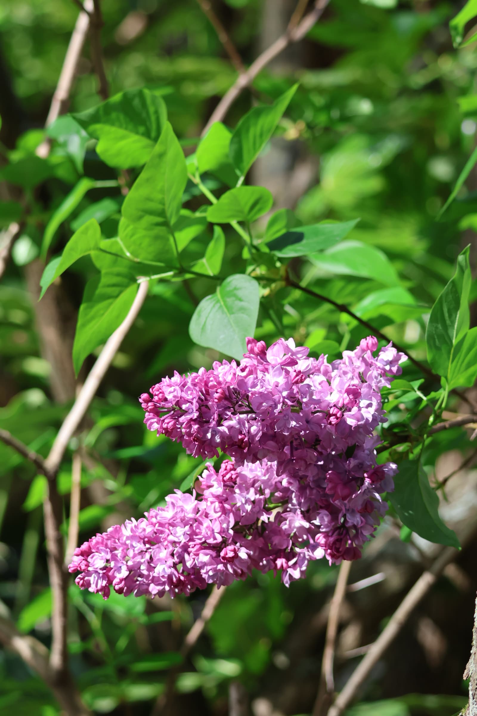 Flower 542