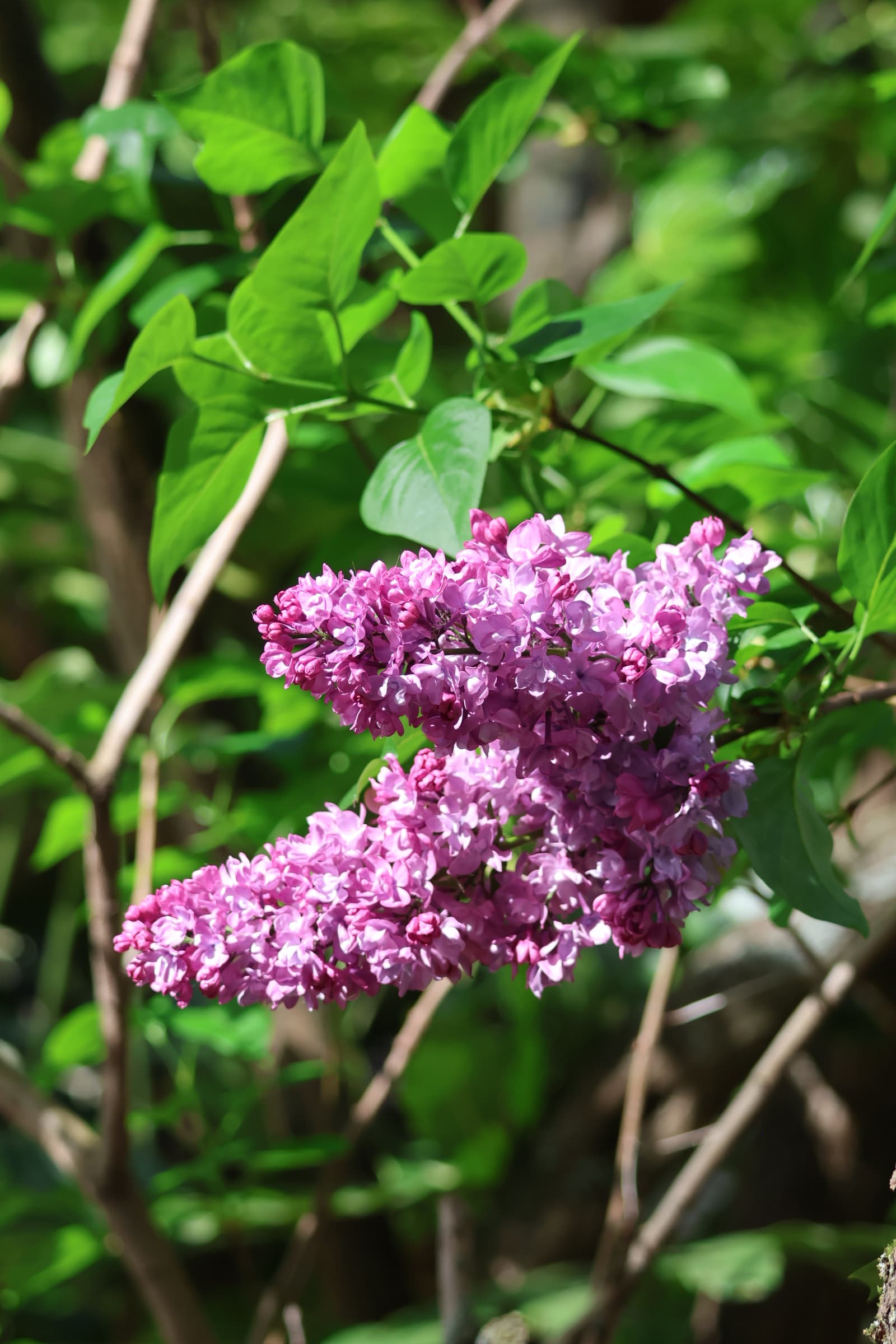 Flower 110