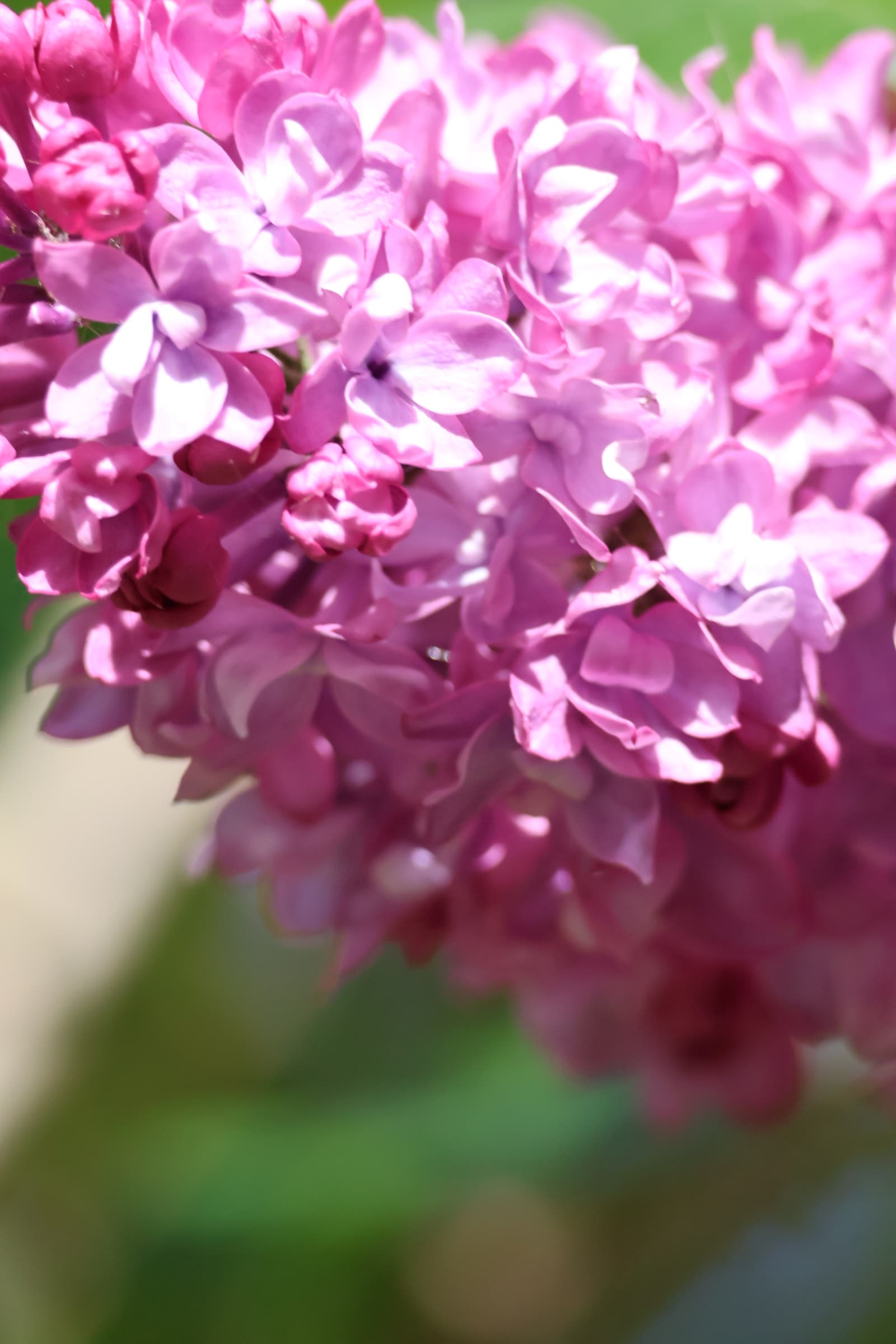 Flower 129