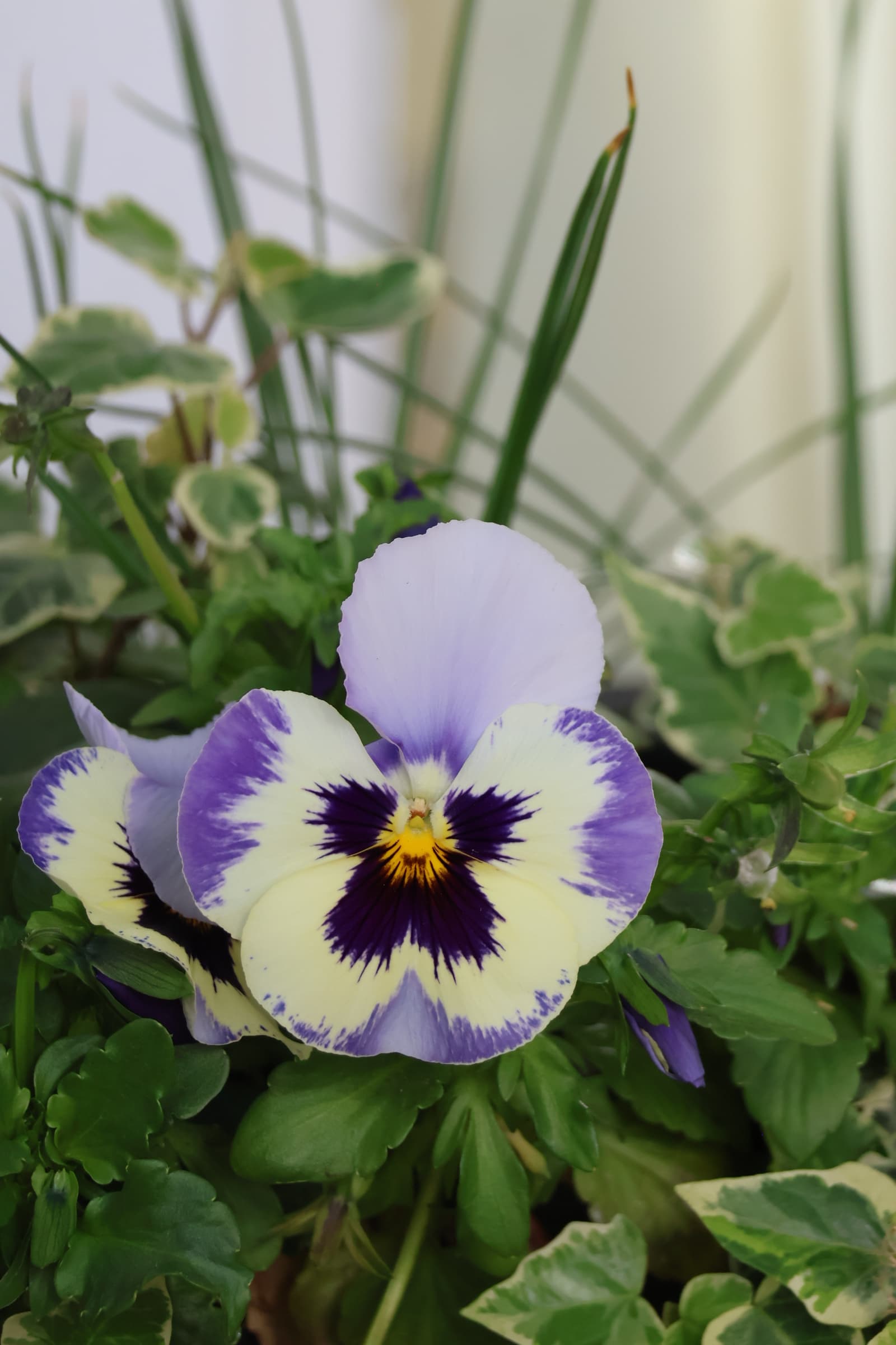 Flower 35