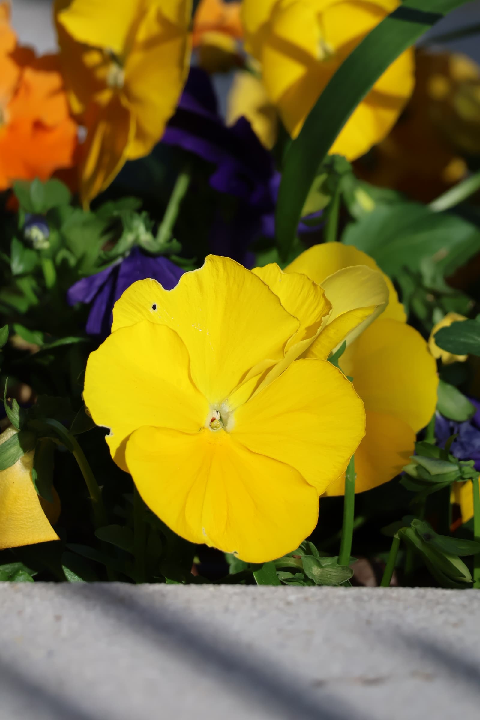 Flower 210