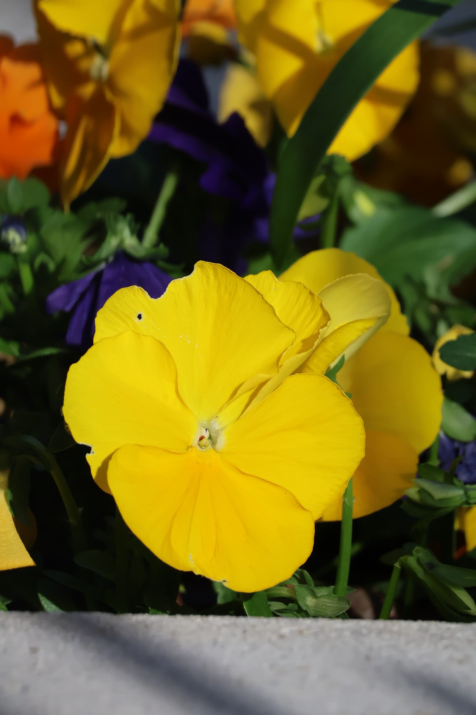 Flower 281