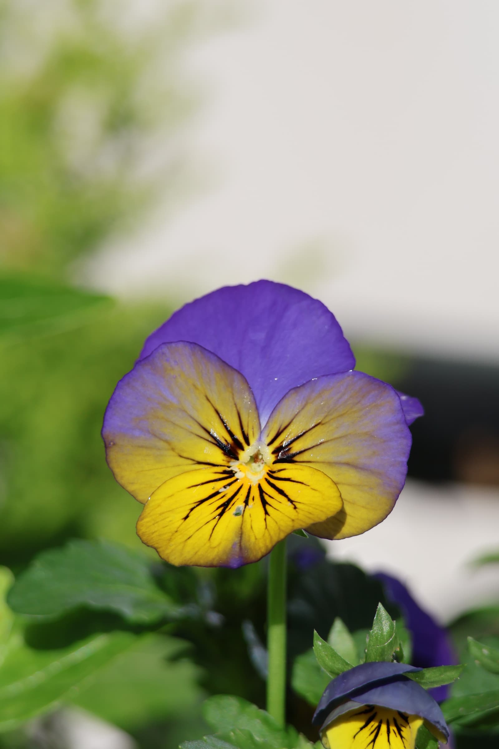 Flower 100