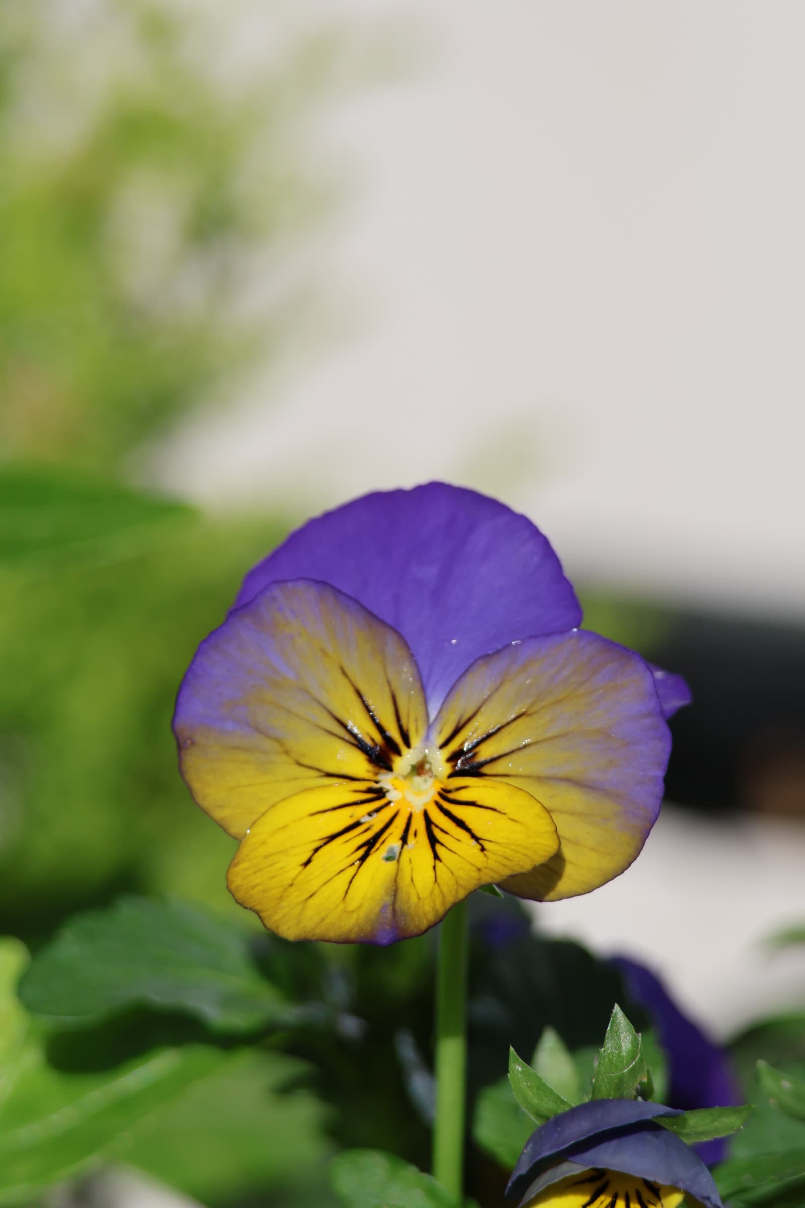 Flower 69