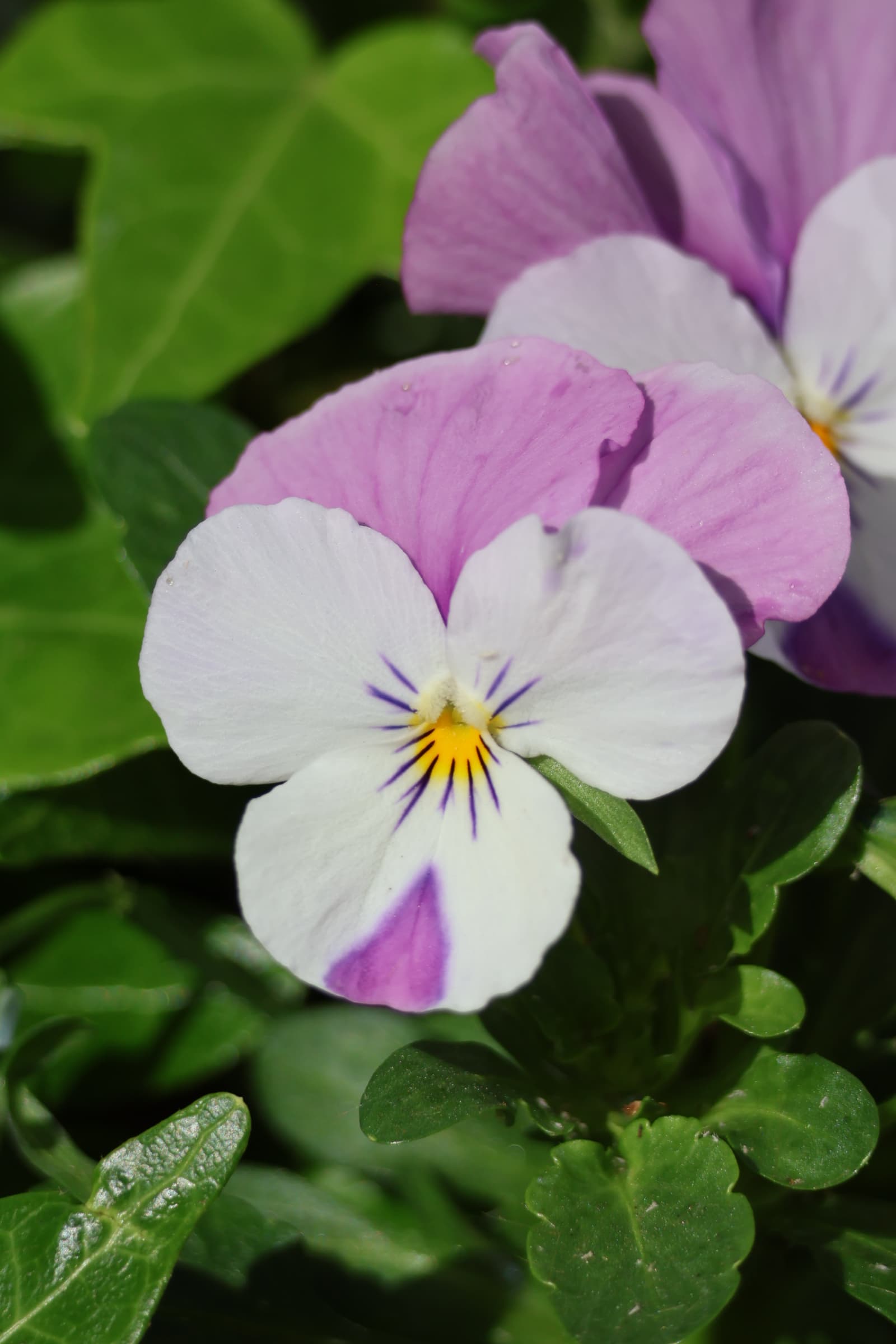 Flower 398