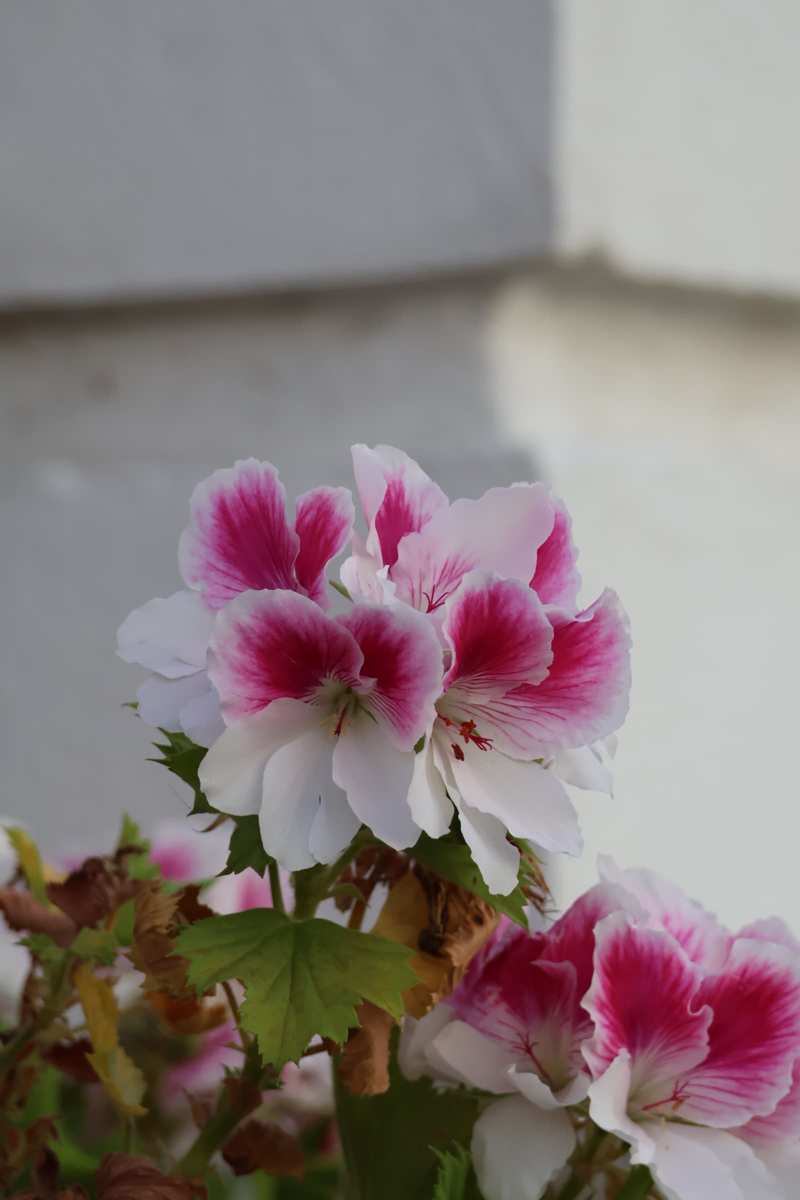 Flower 145