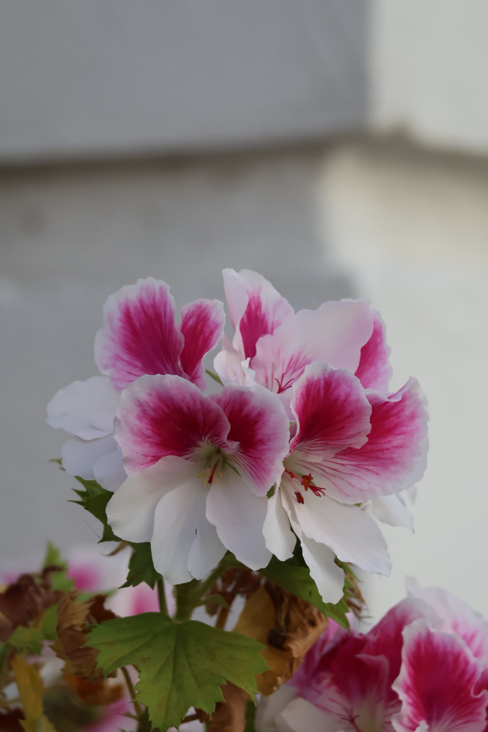 Flower 45