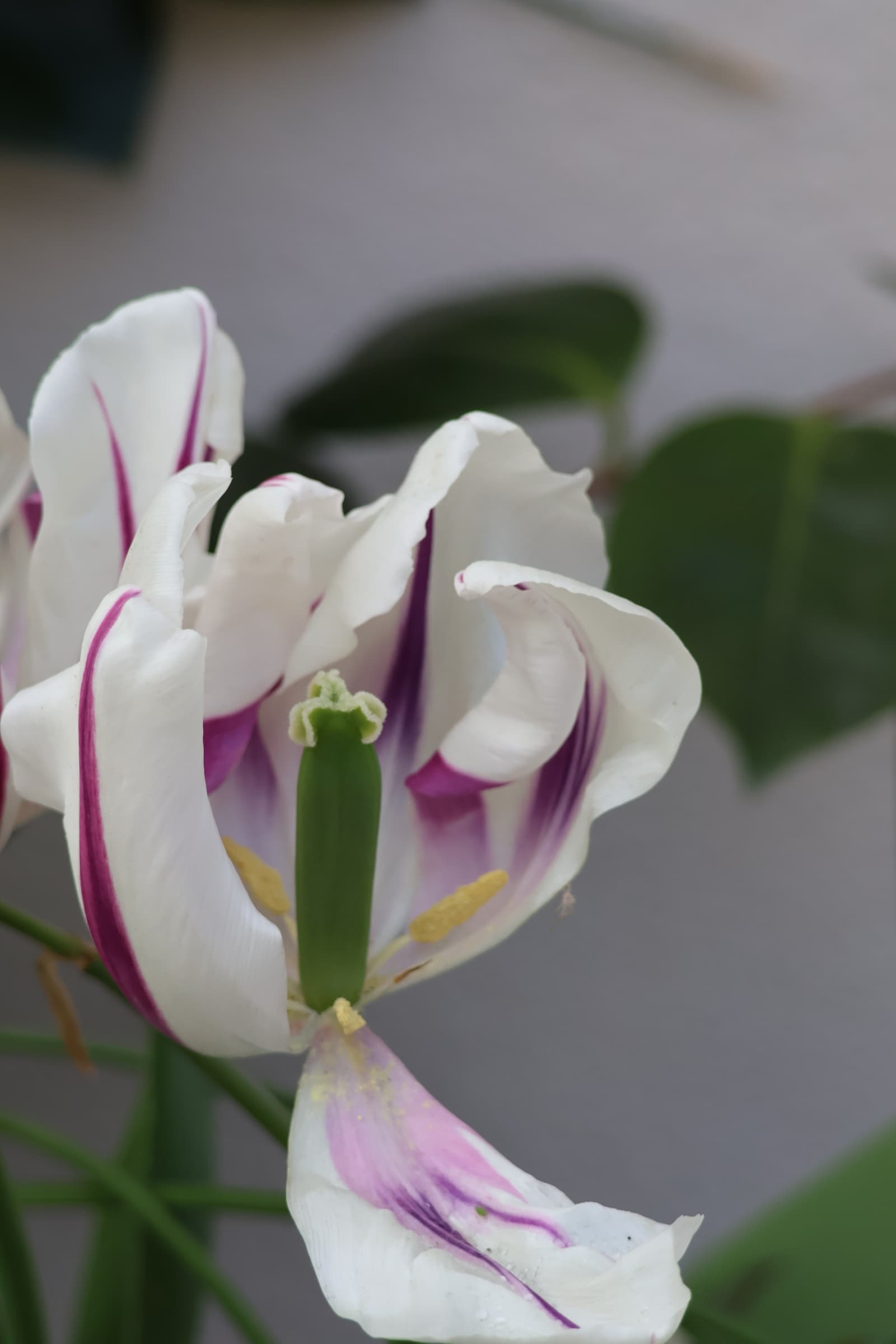 Flower 239