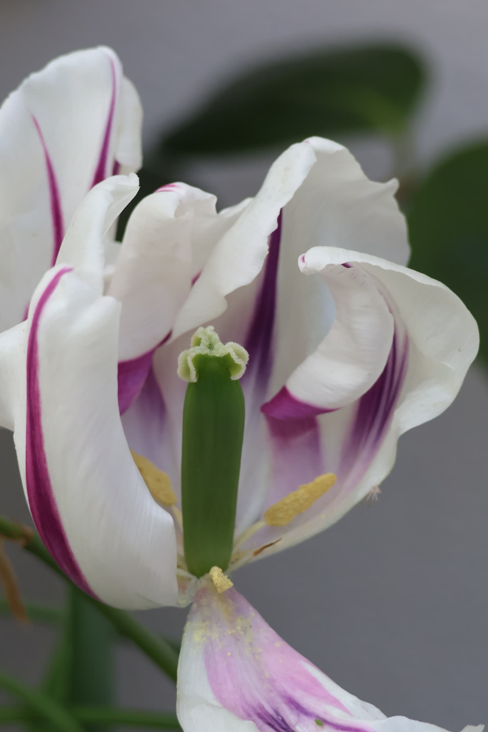 Flower 530