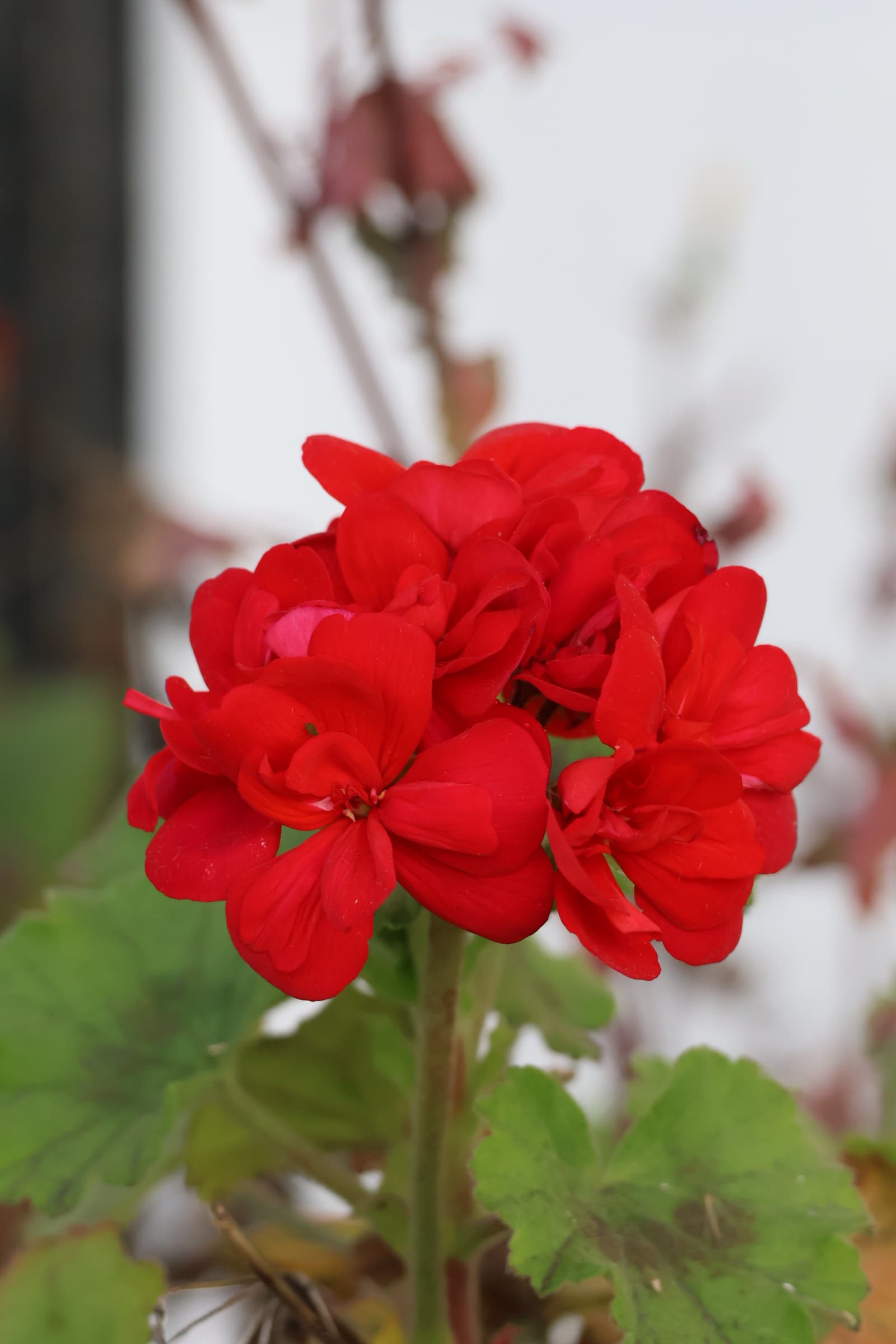 Flower 102
