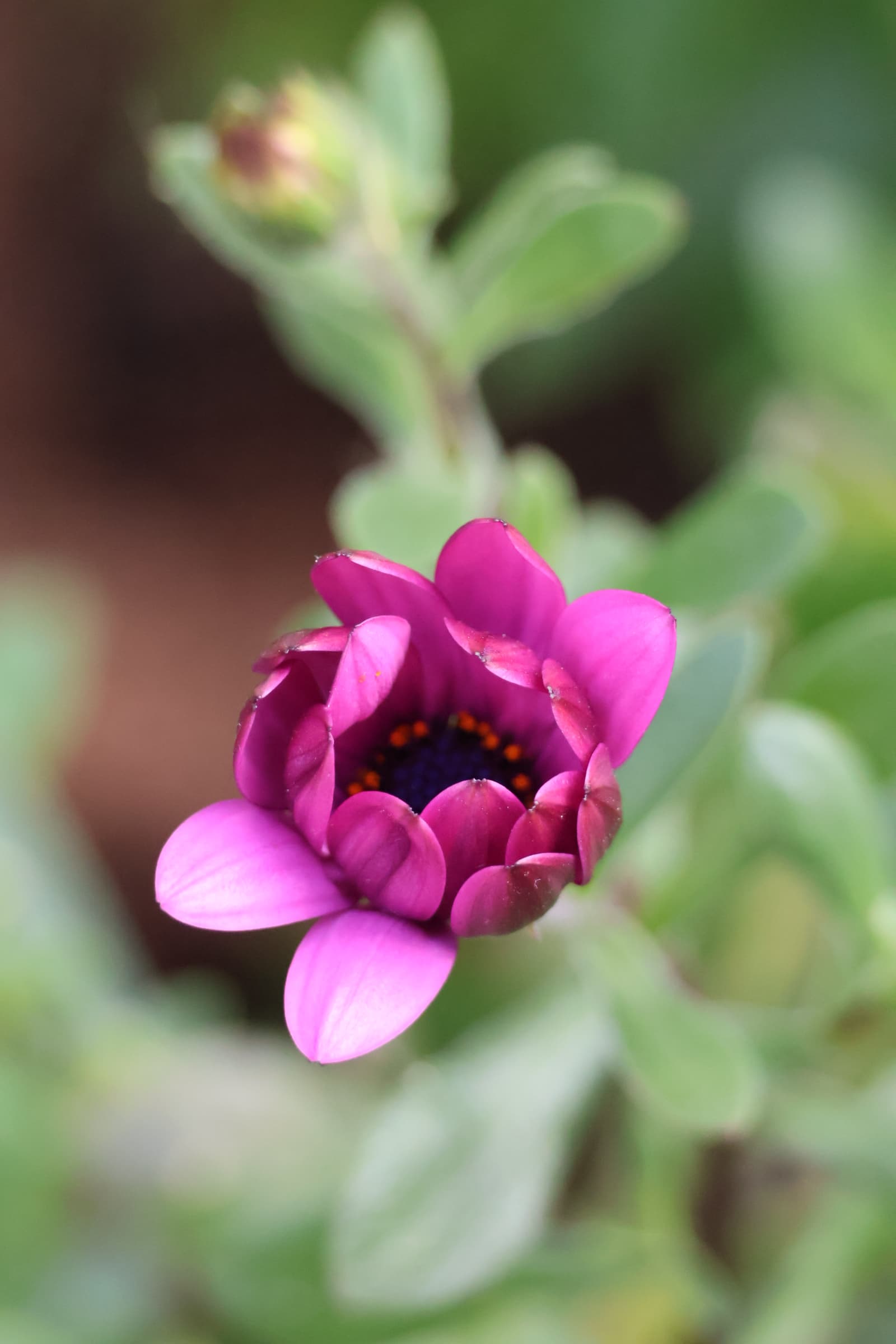 Flower 268