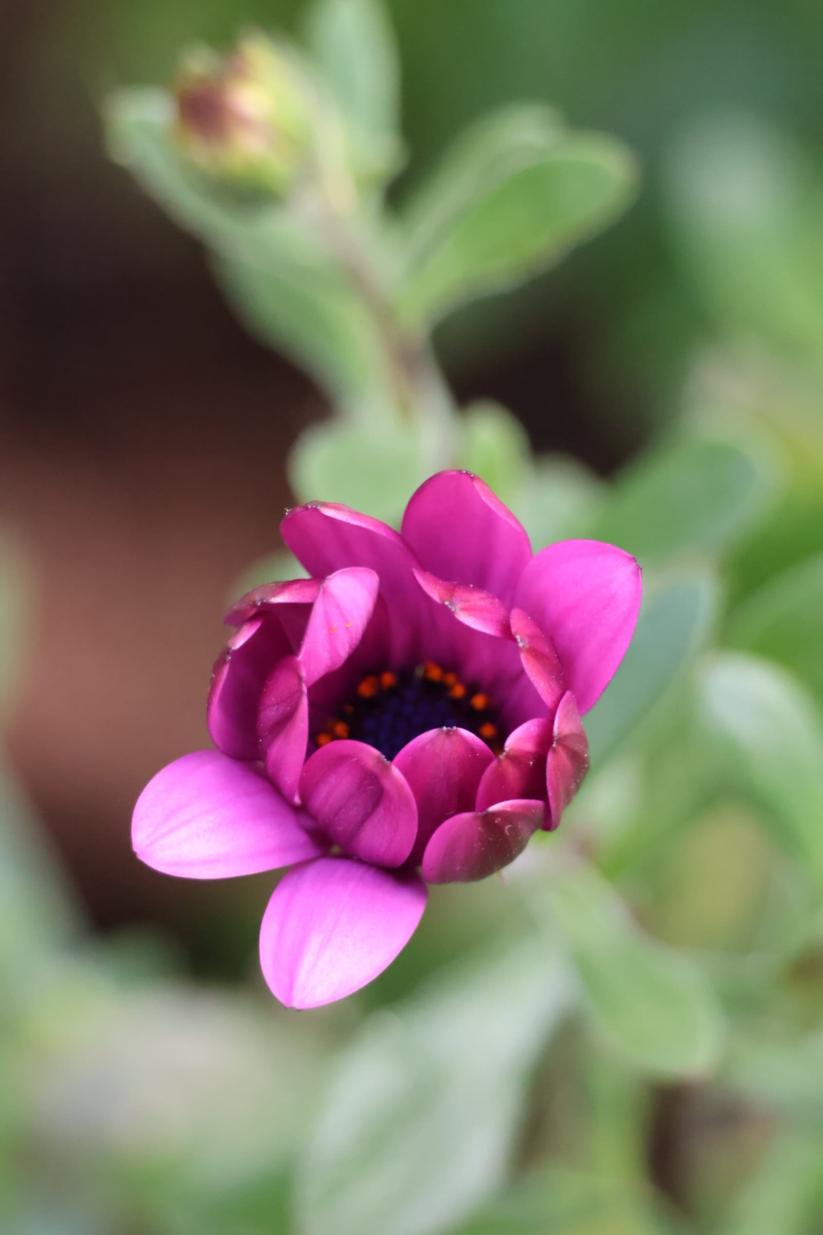 Flower 369