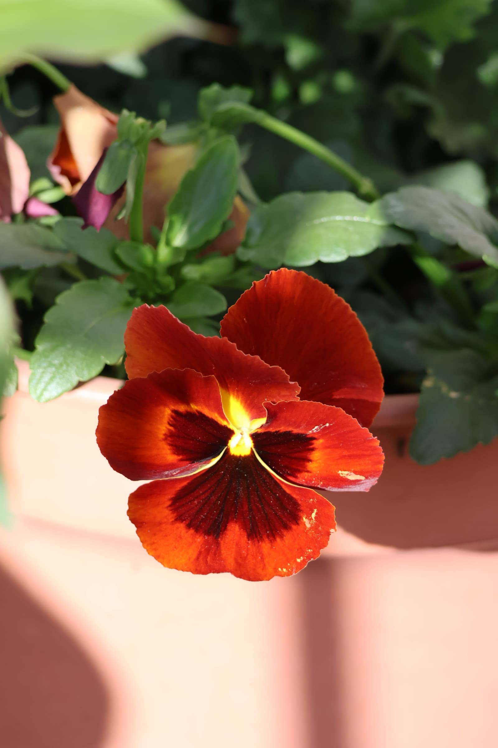 Flower 556