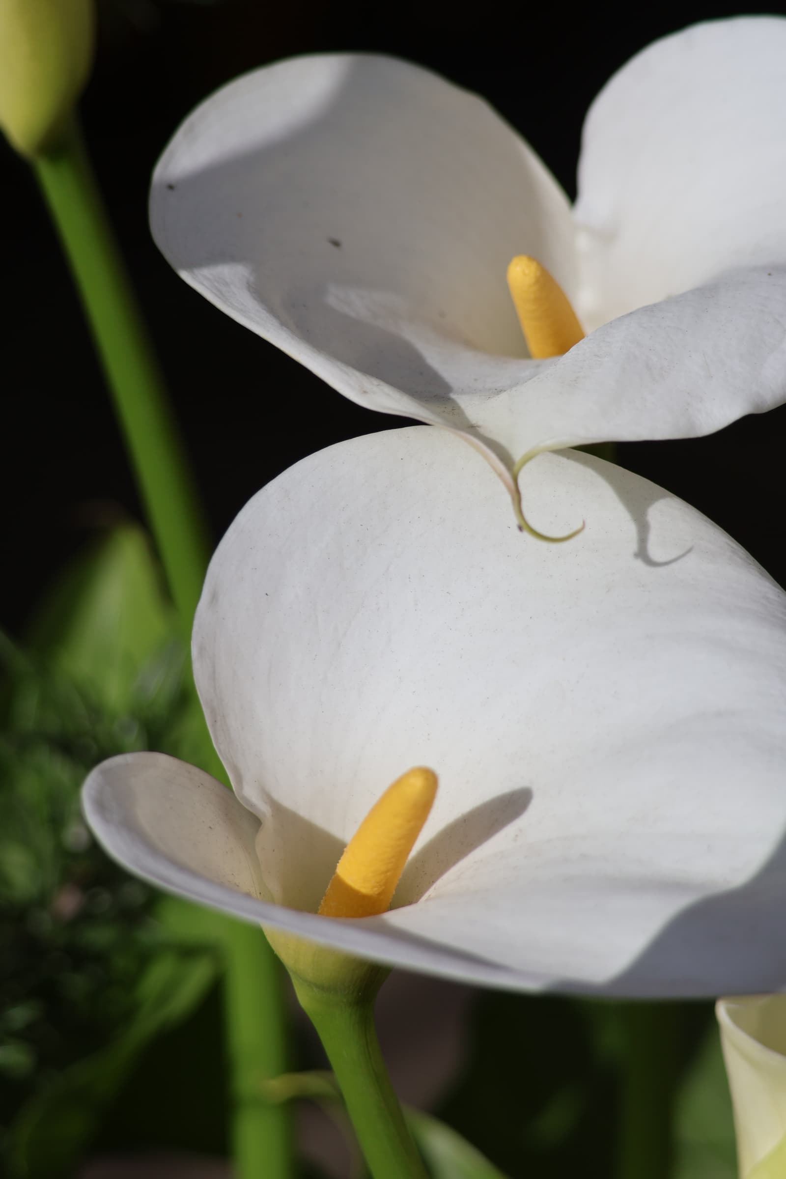 Flower 391