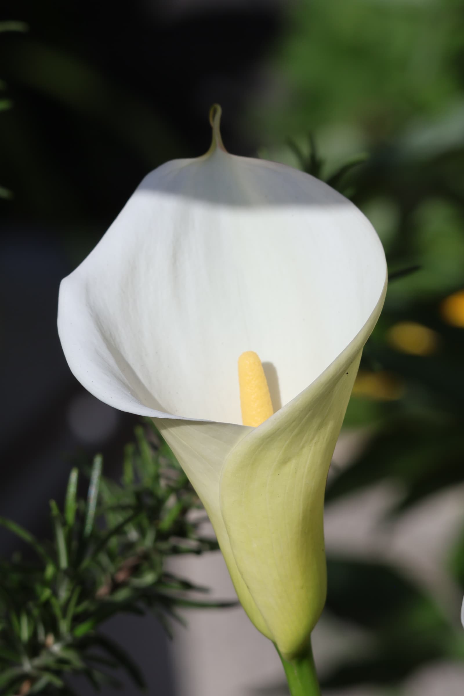 Flower 305
