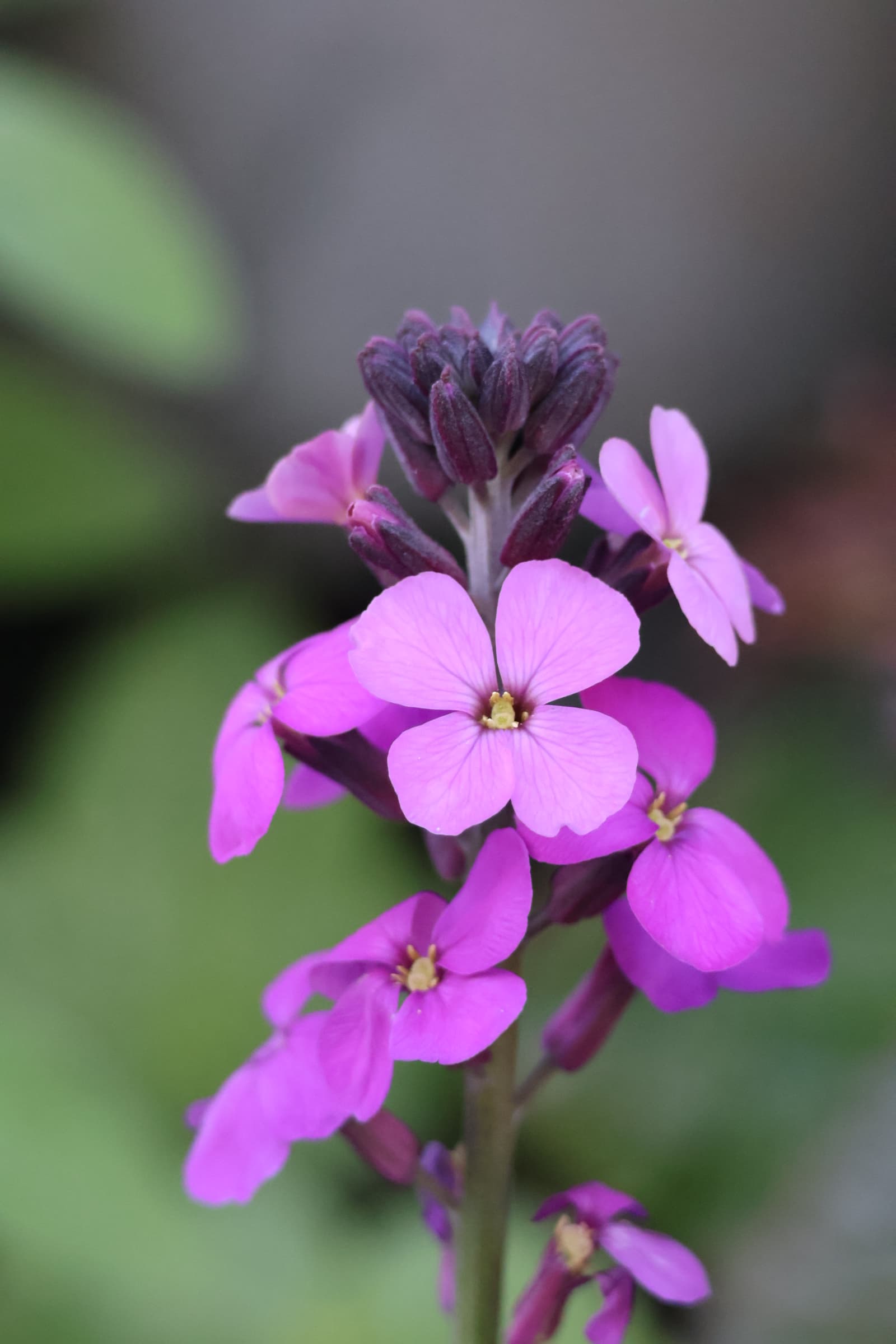 Flower 394