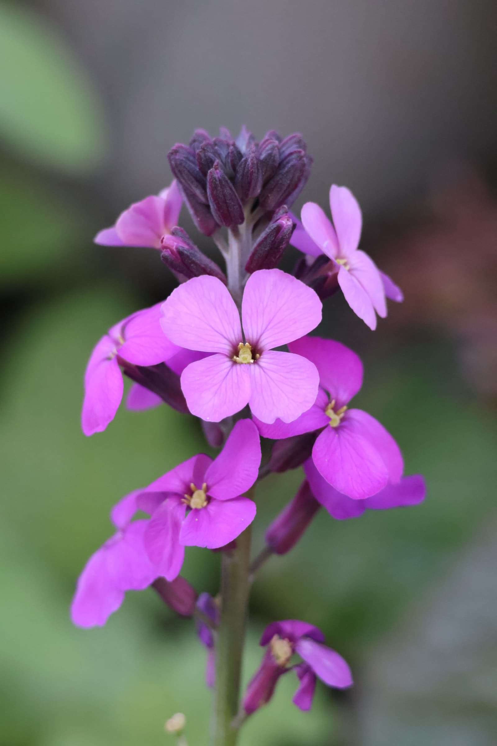 Flower 18