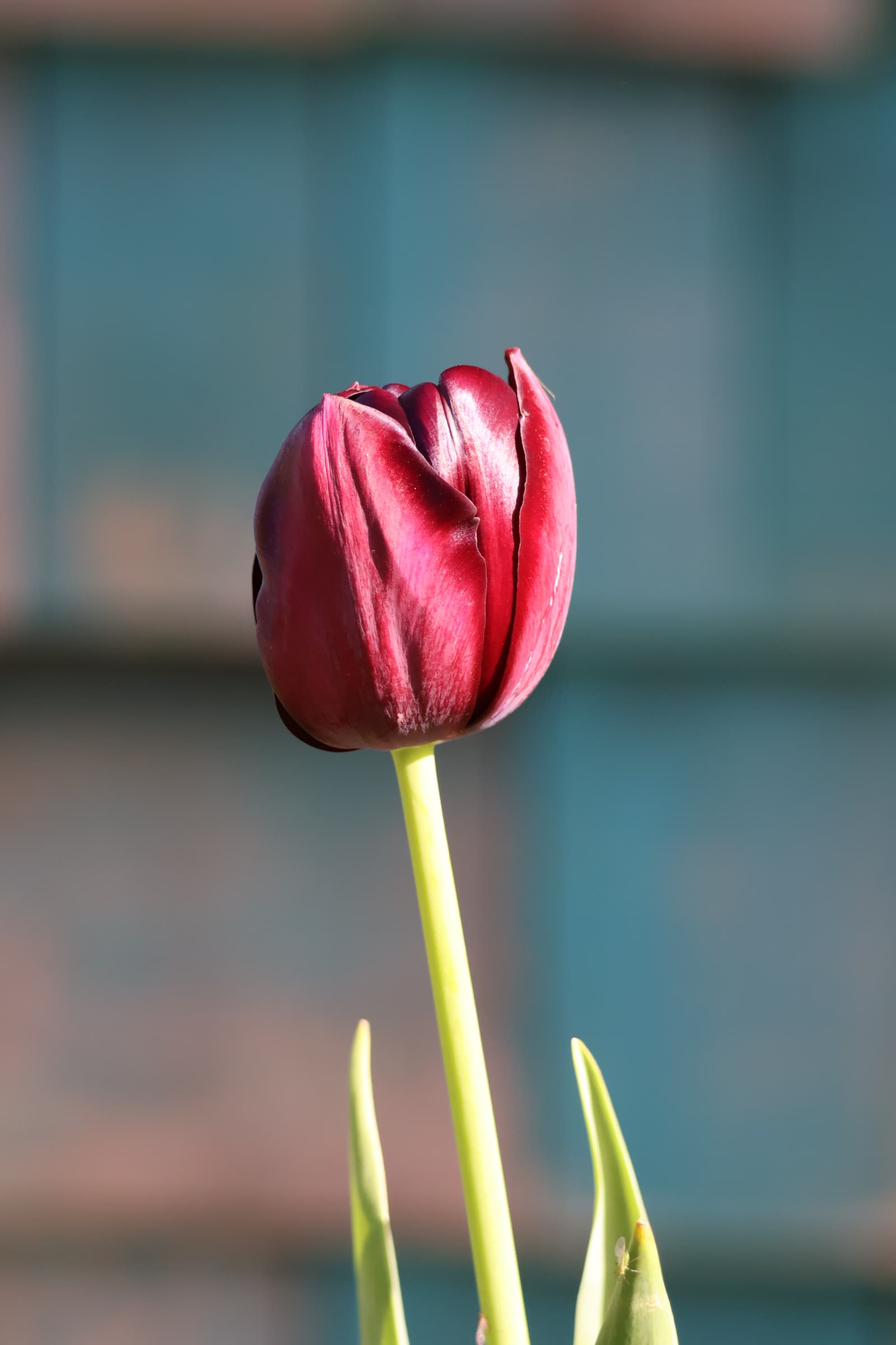 Flower 442