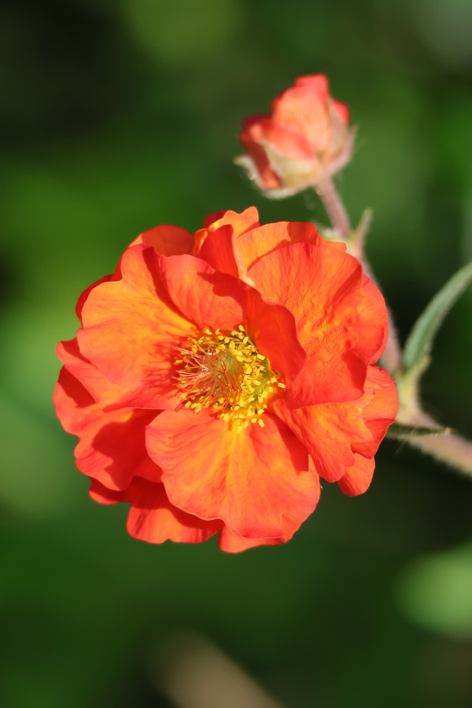 Flower 213