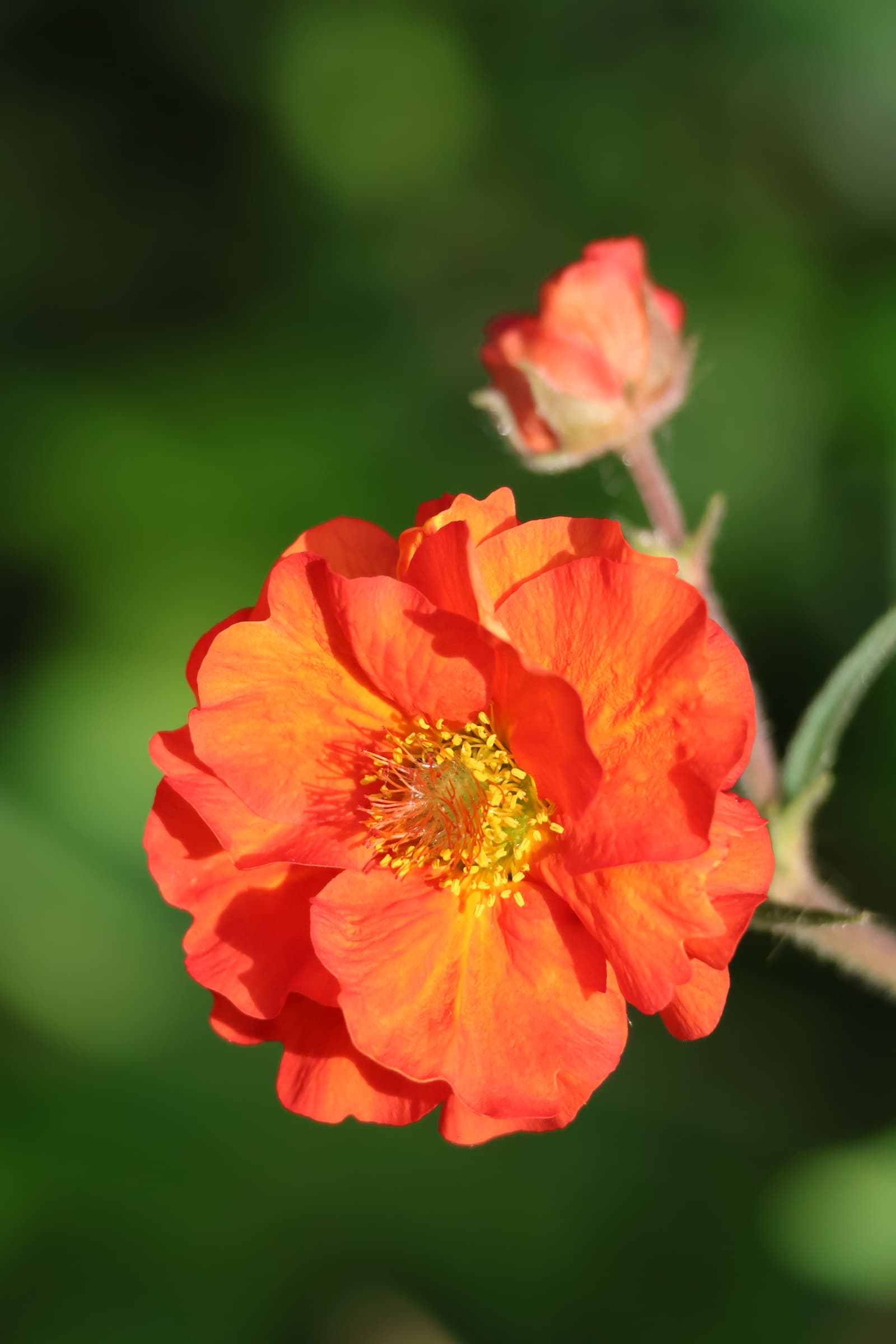 Flower 471