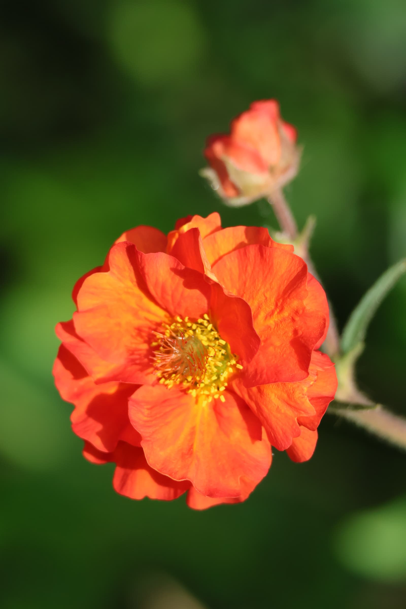 Flower 261