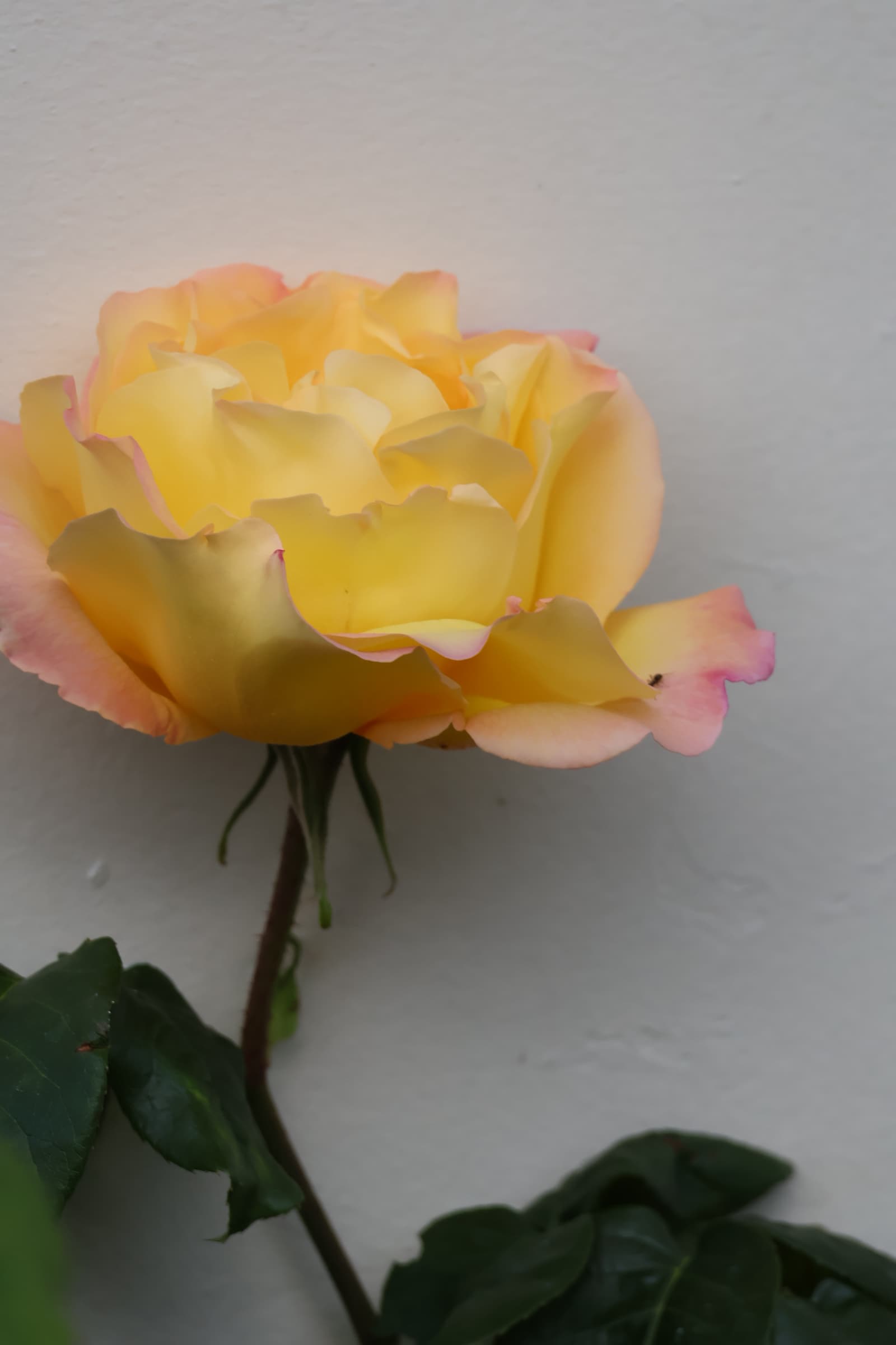 Flower 164