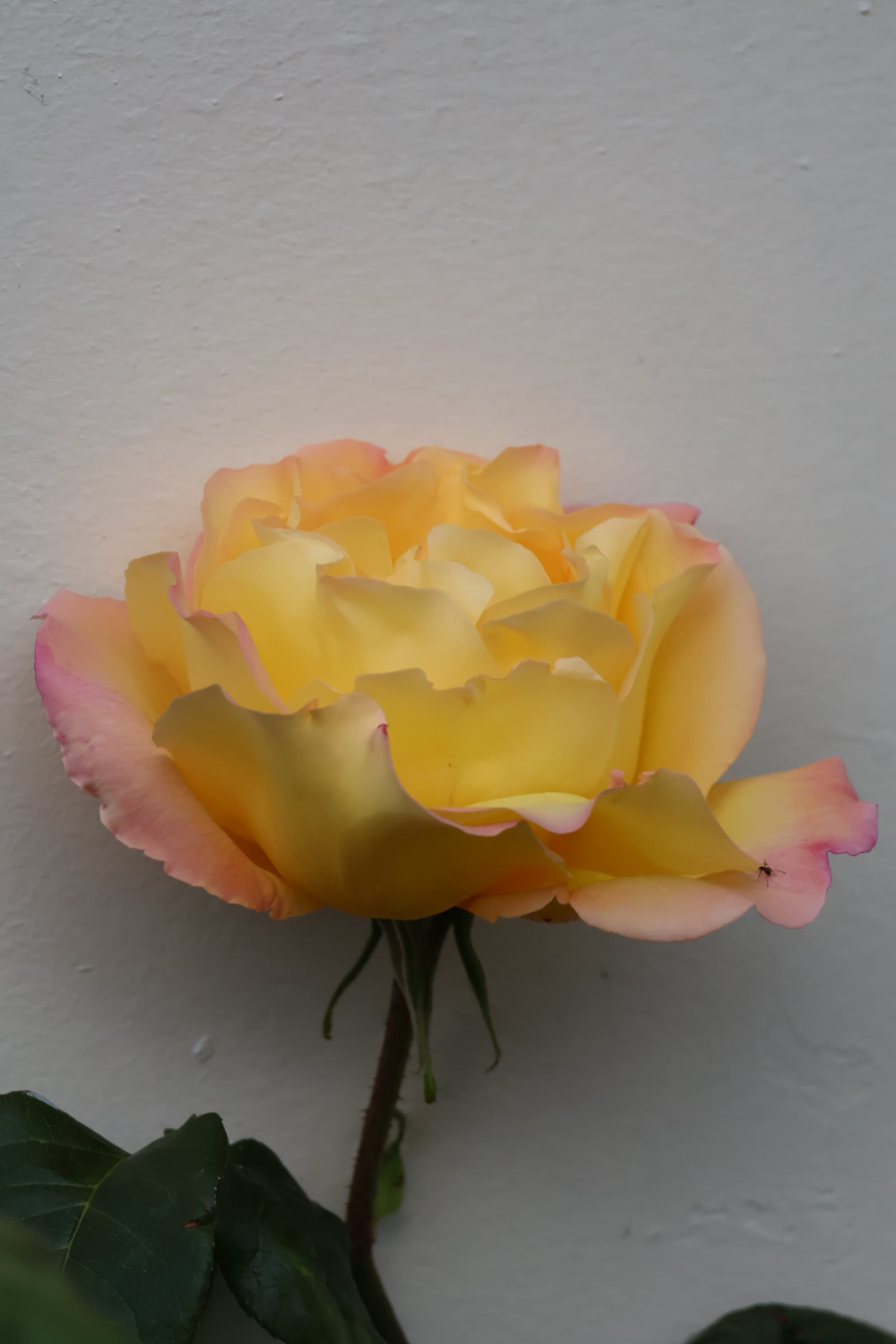 Flower 465