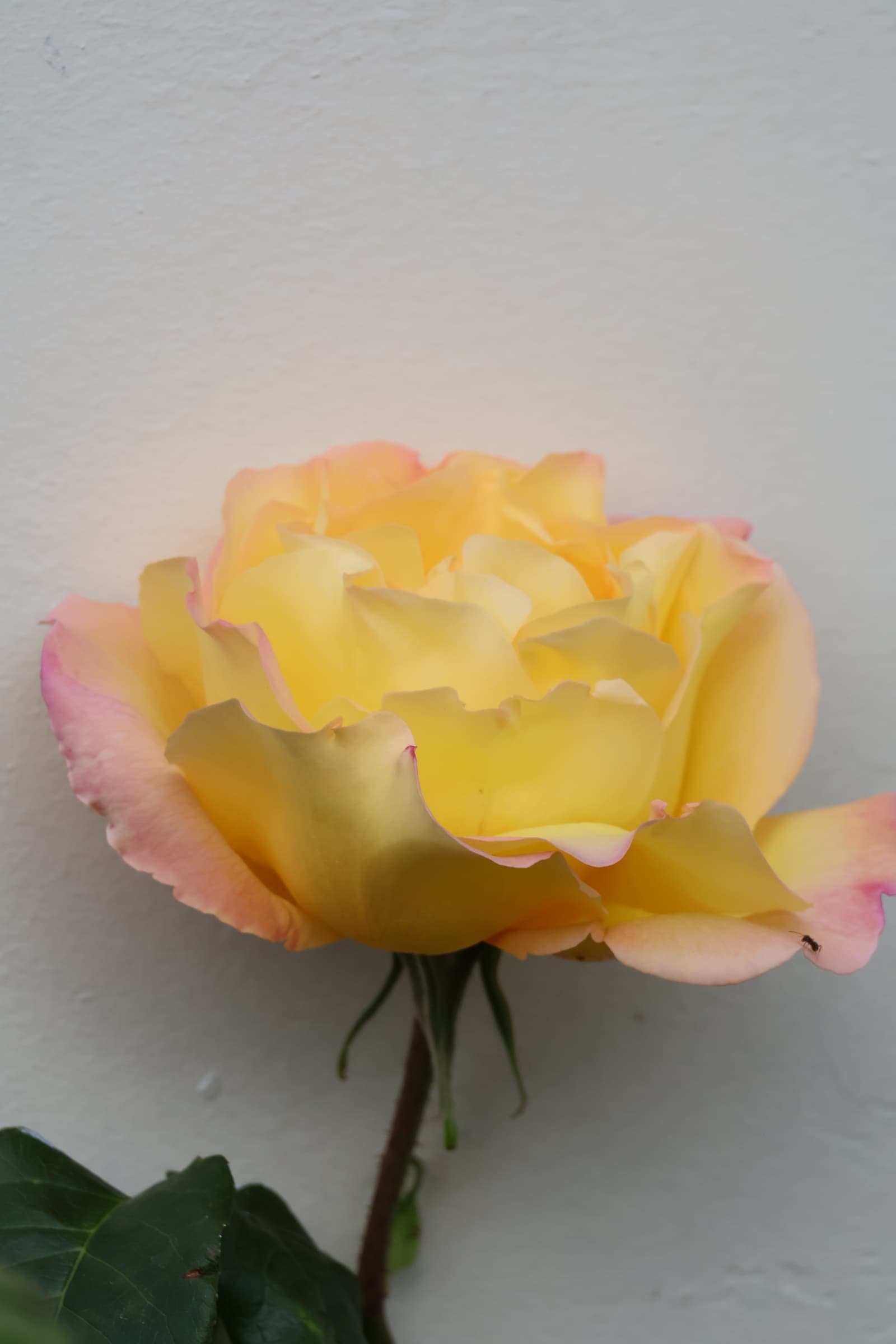 Flower 537
