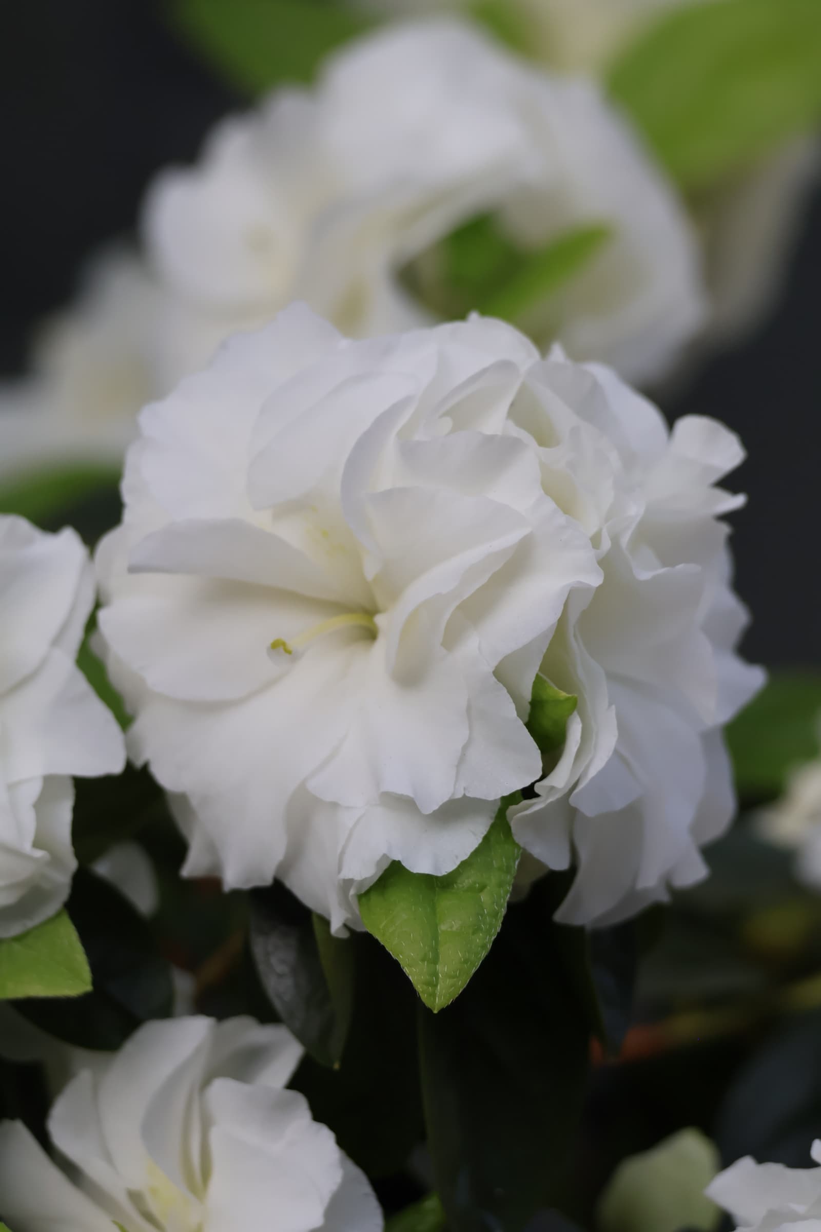 Flower 360