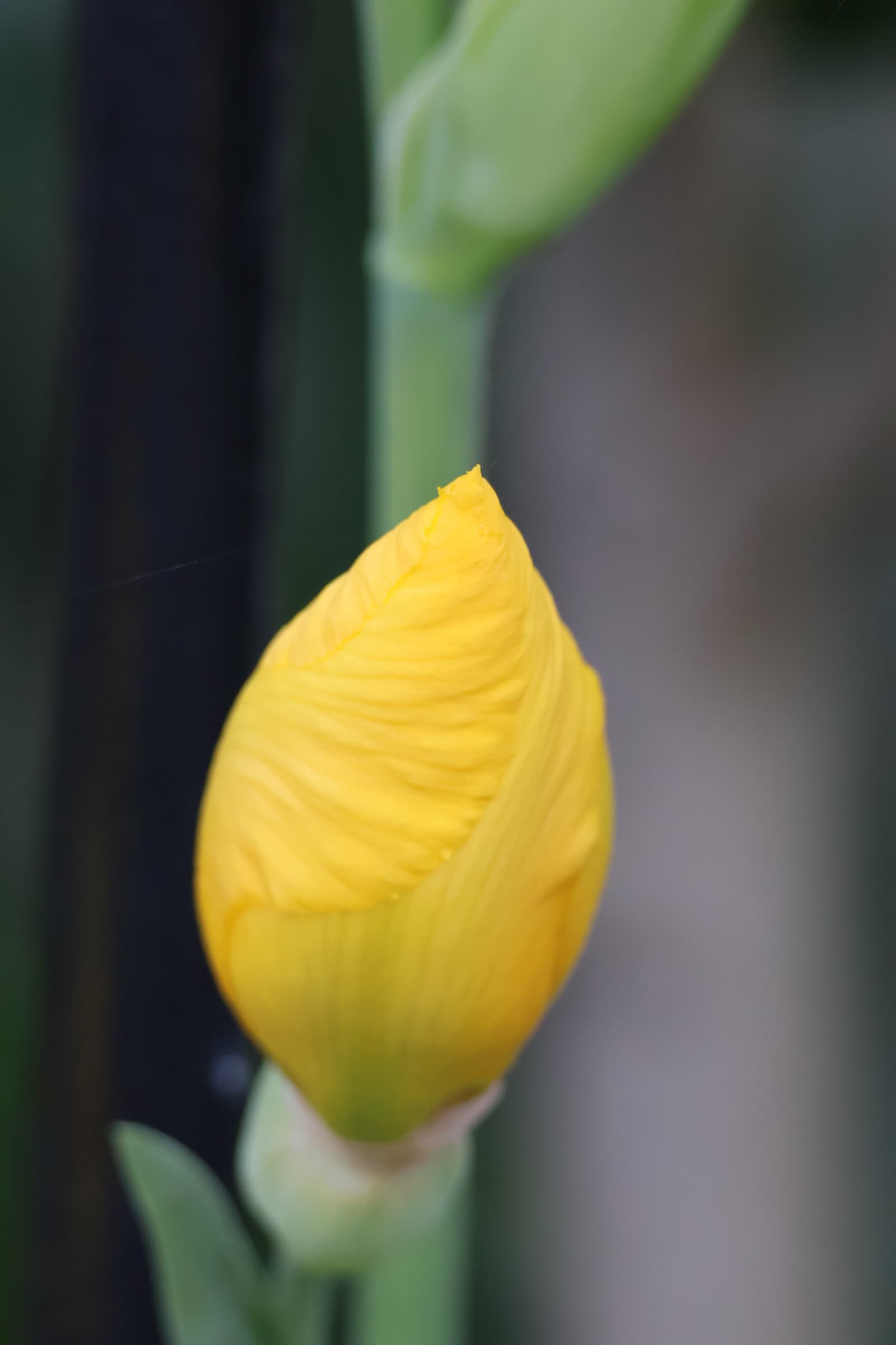 Flower 431