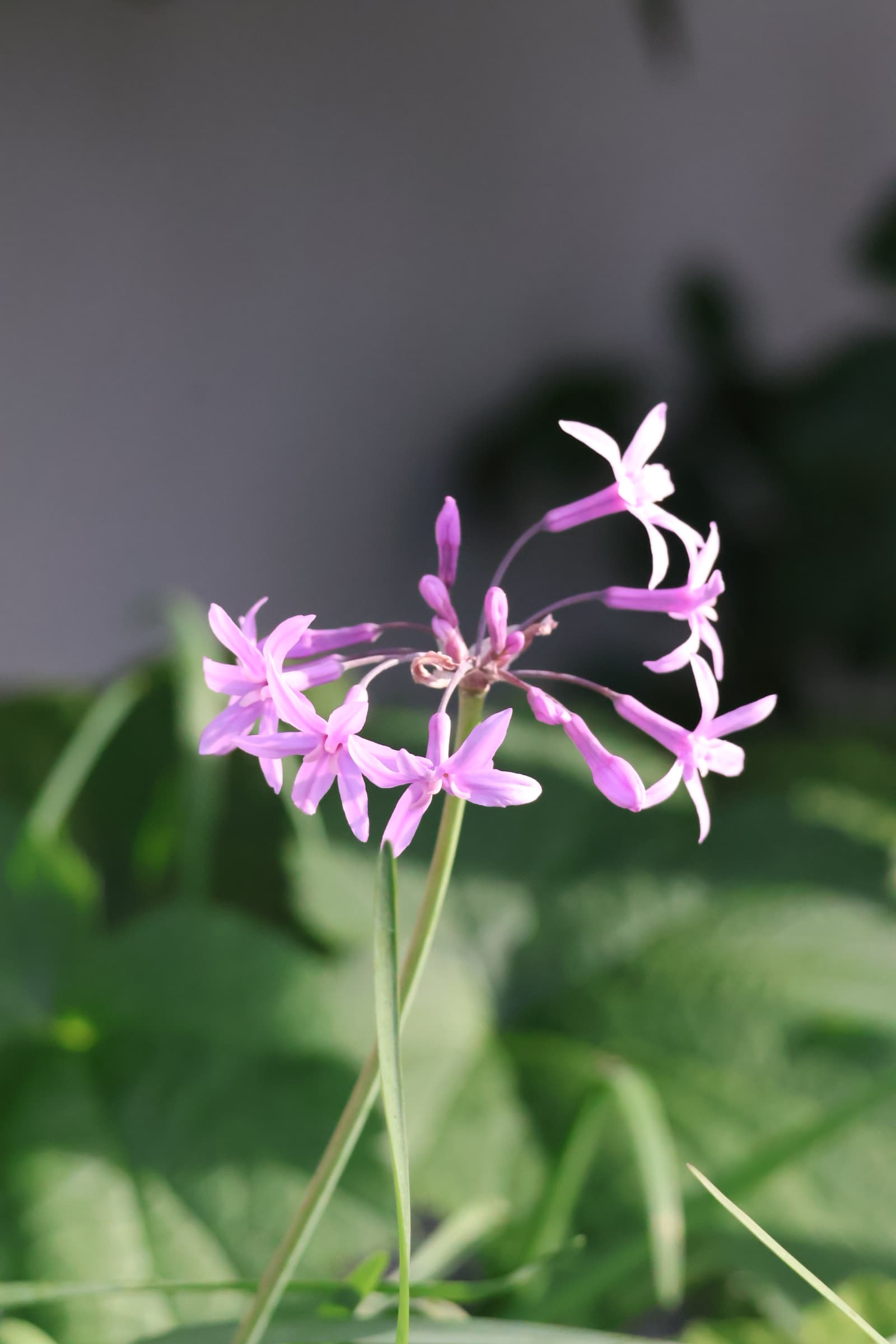 Flower 425