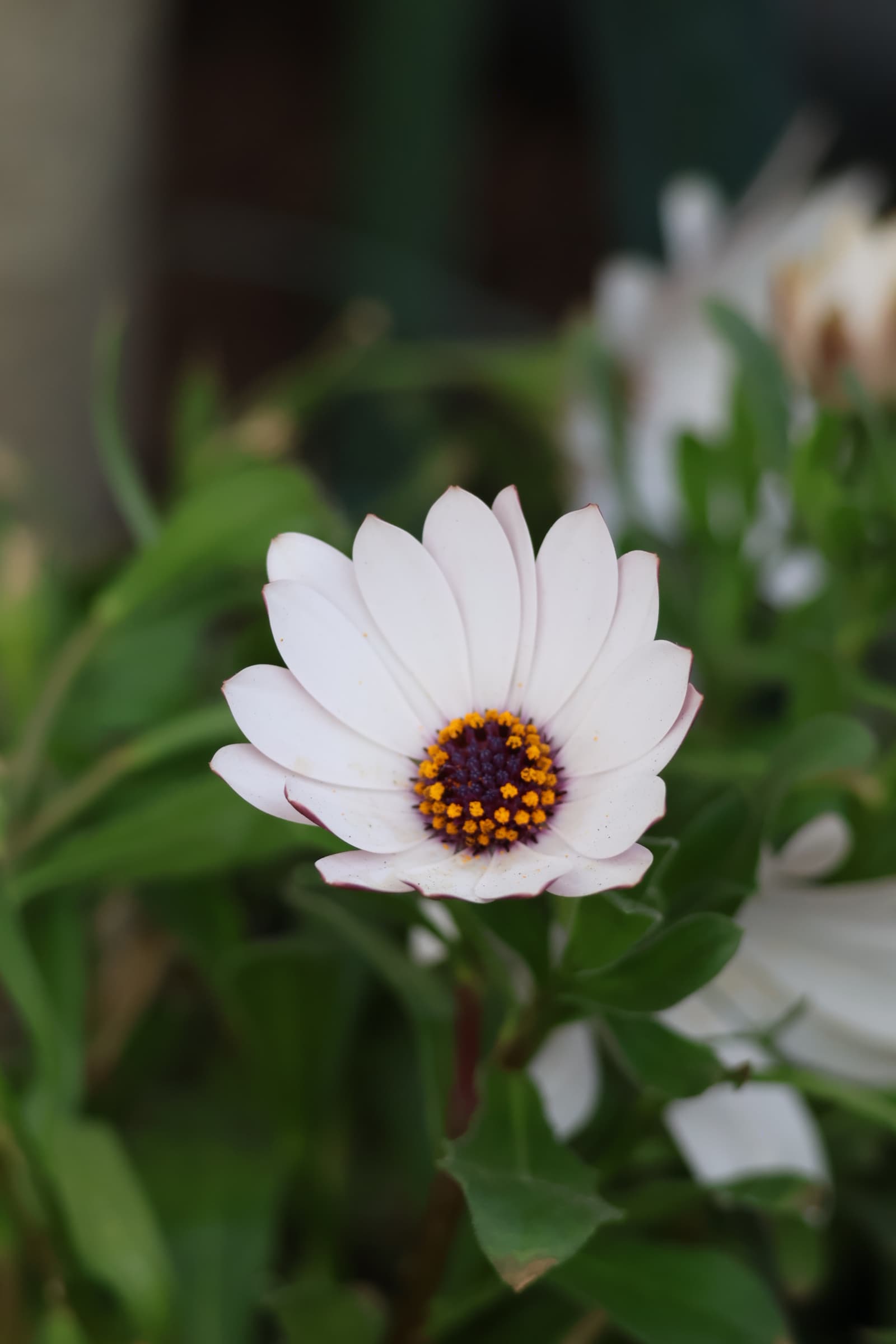 Flower 388