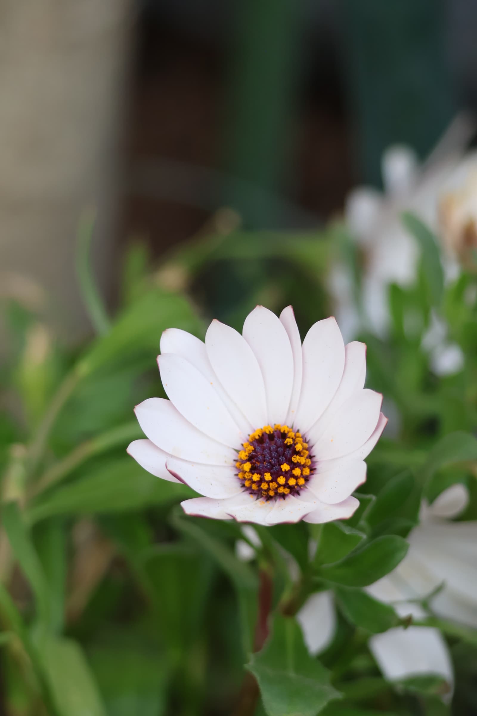Flower 190