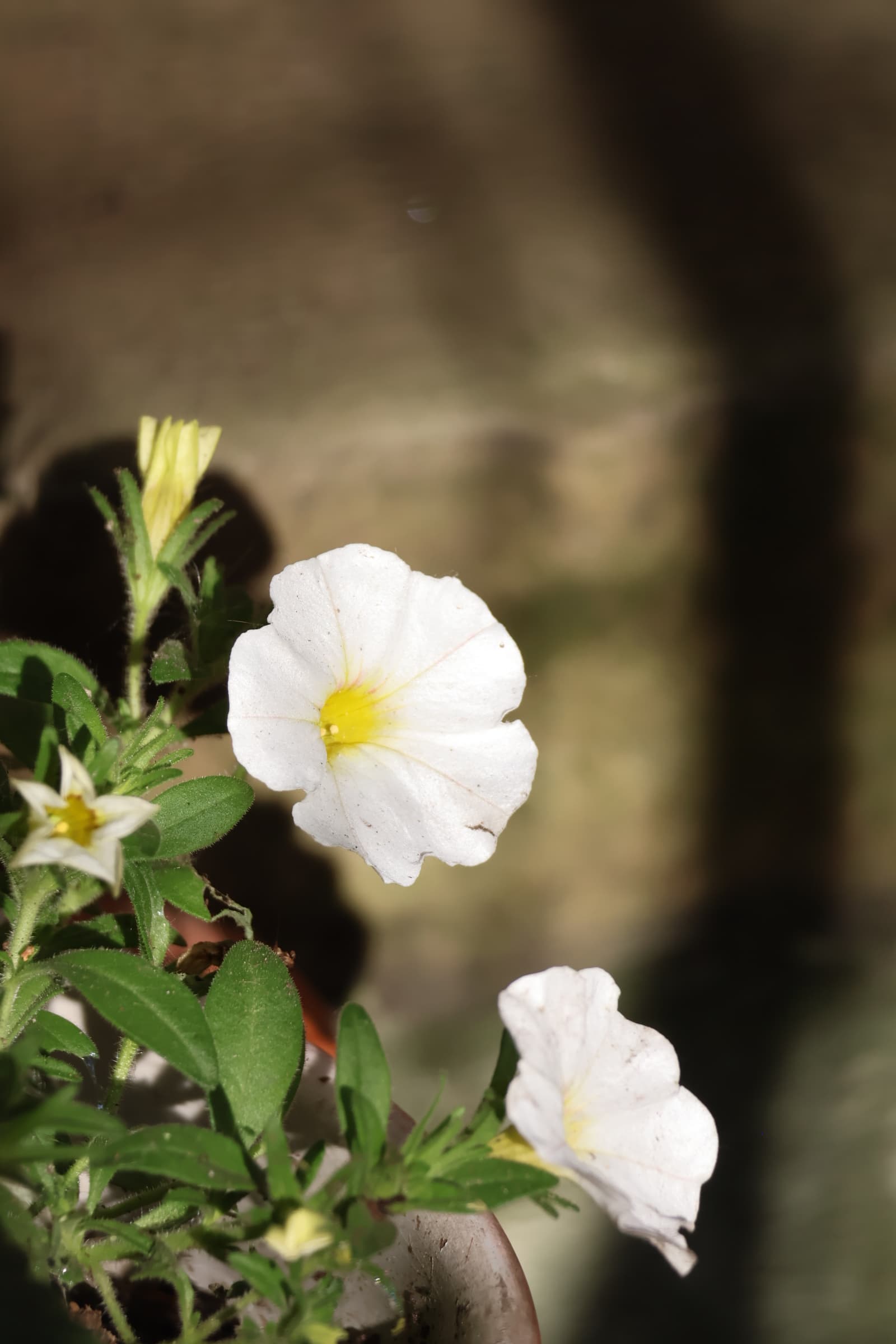 Flower 143