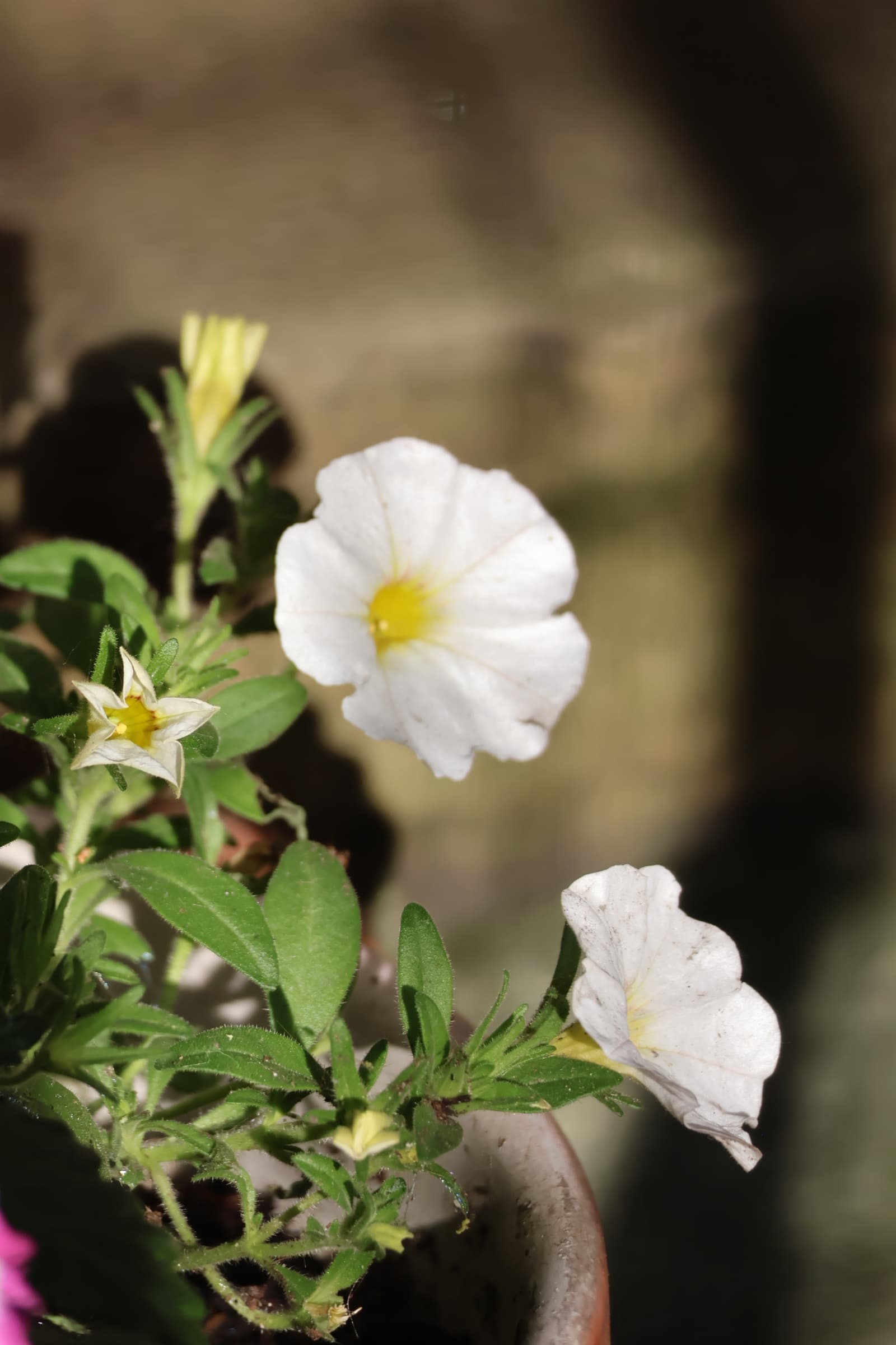Flower 9